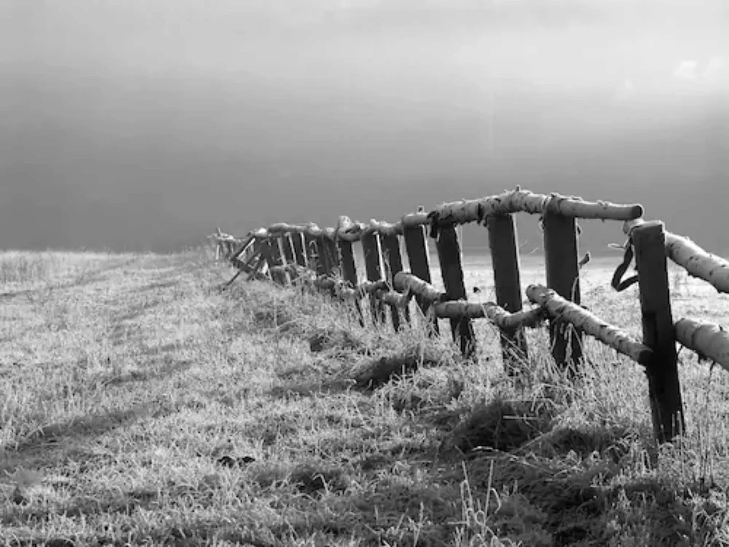 Papermoon Fototapete »Feld Schwarz & Weiß« günstig online kaufen