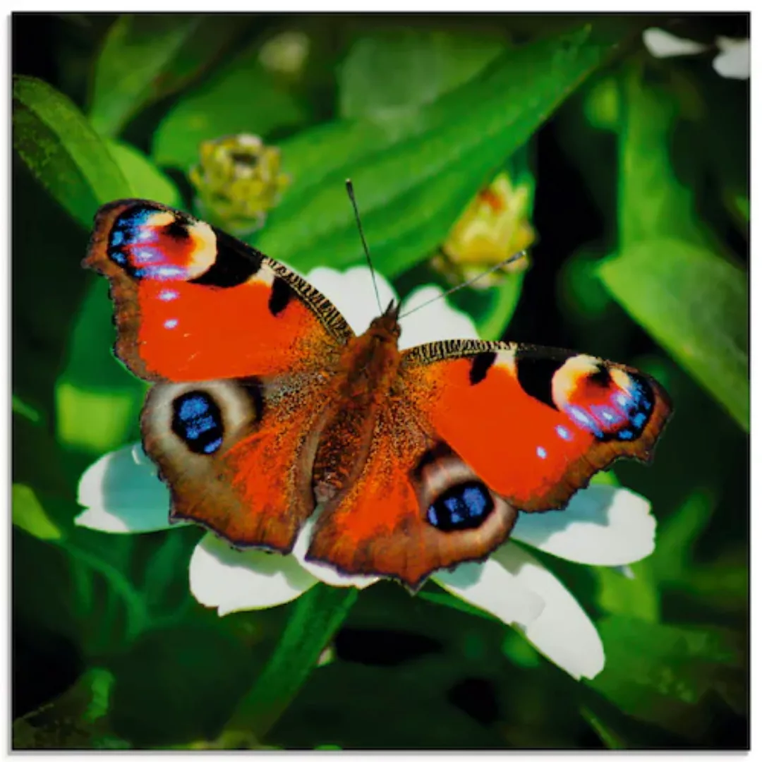 Artland Glasbild »Tagpfauenauge«, Insekten, (1 St.), in verschiedenen Größe günstig online kaufen