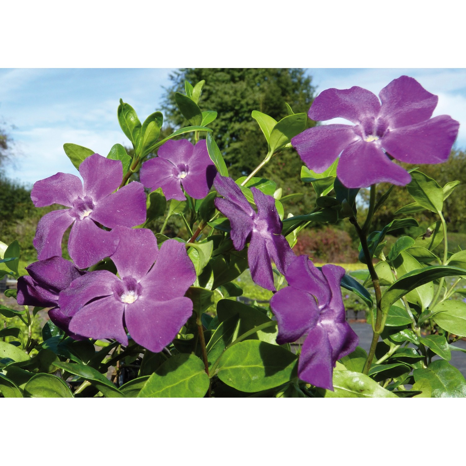 Immergrün Atropurpurea Rotviolett Topf-Ø ca. 9 cm Vinca minor günstig online kaufen