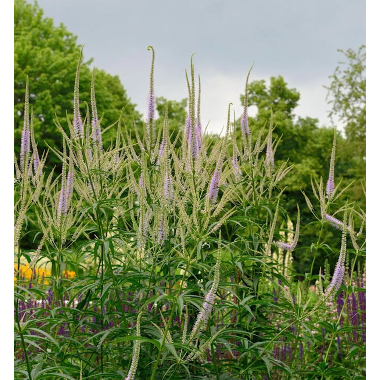 Virginischer Riesen Ehrenpreis Lavendelturm - Veronicastrum virginicum günstig online kaufen