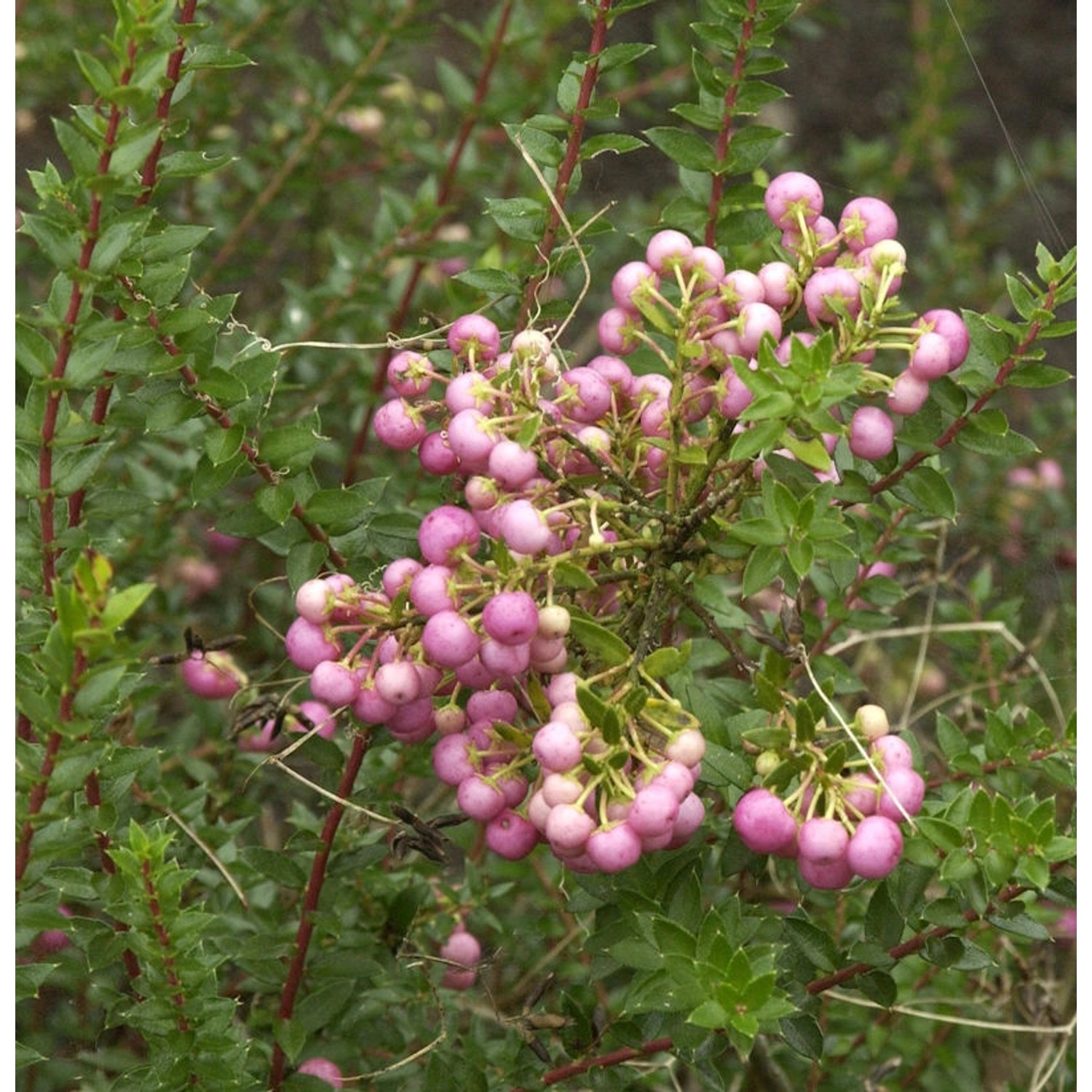 Torfmyrthe rosa Beeren - Pernettya mucronata günstig online kaufen