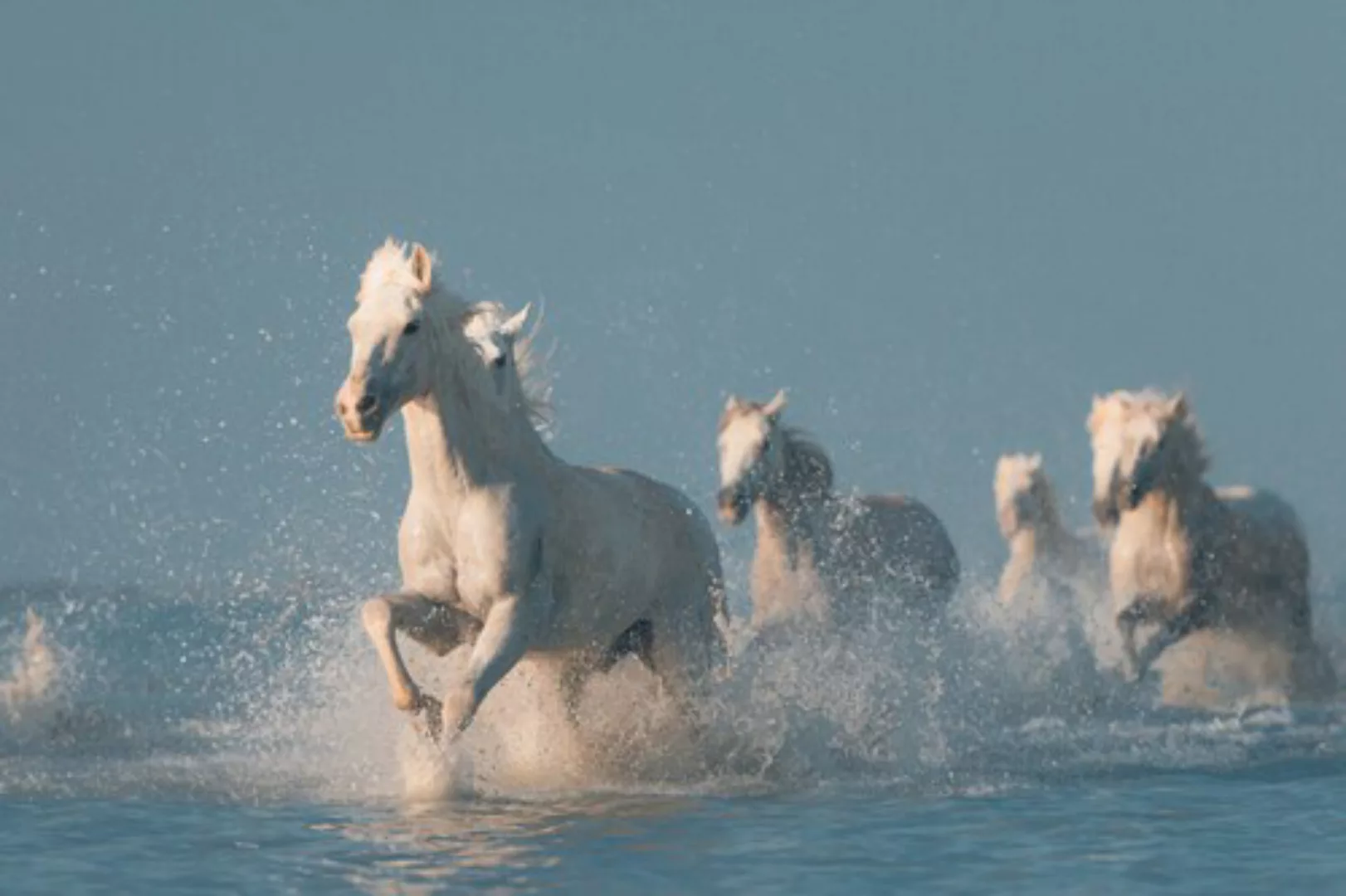 Papermoon Fototapete »Photo-Art ROSTOVSKIY ANTON, ANGELS VON CAMARGUE« günstig online kaufen