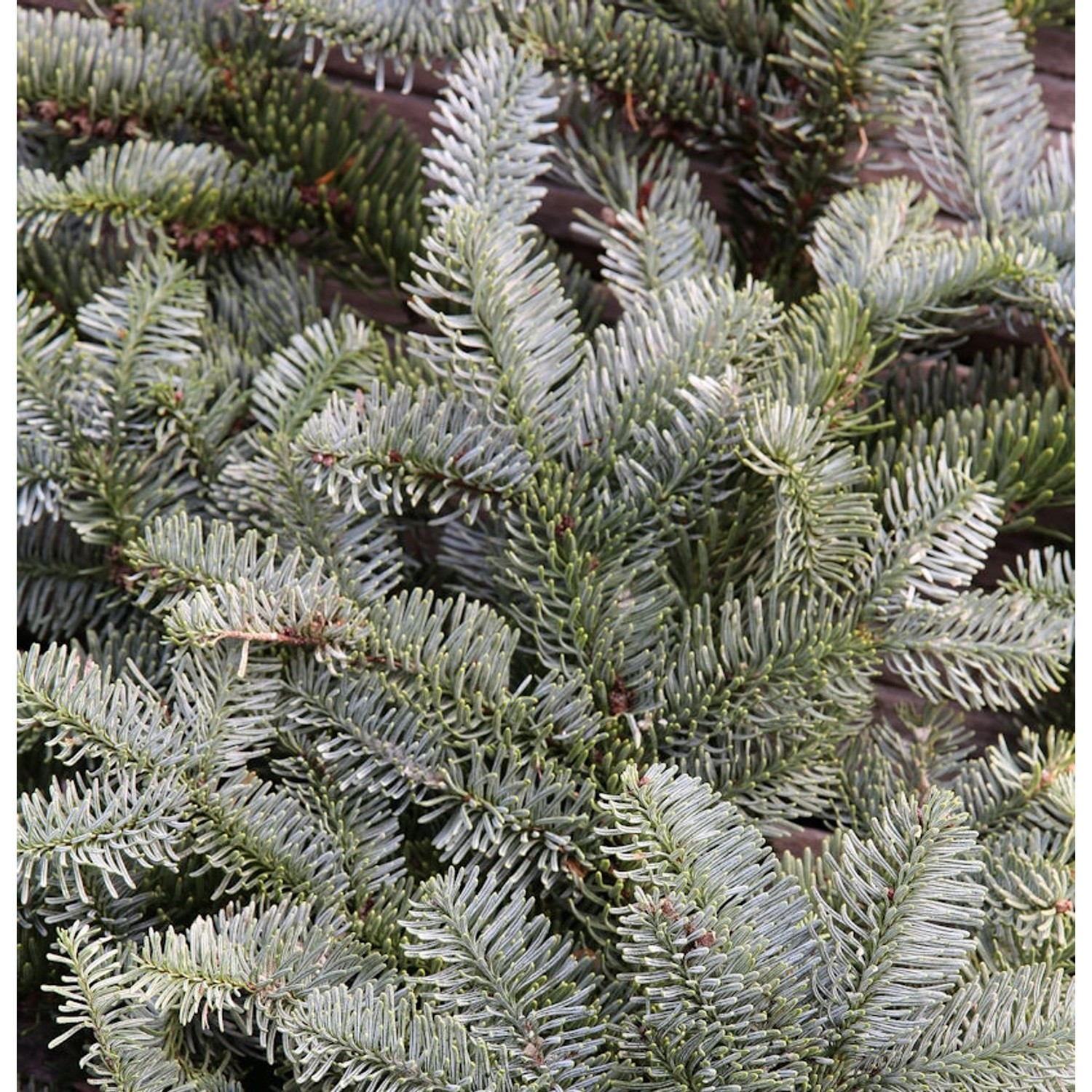 Silbertanne Wiesmoor Nixe 20-25cm - Abies procera günstig online kaufen