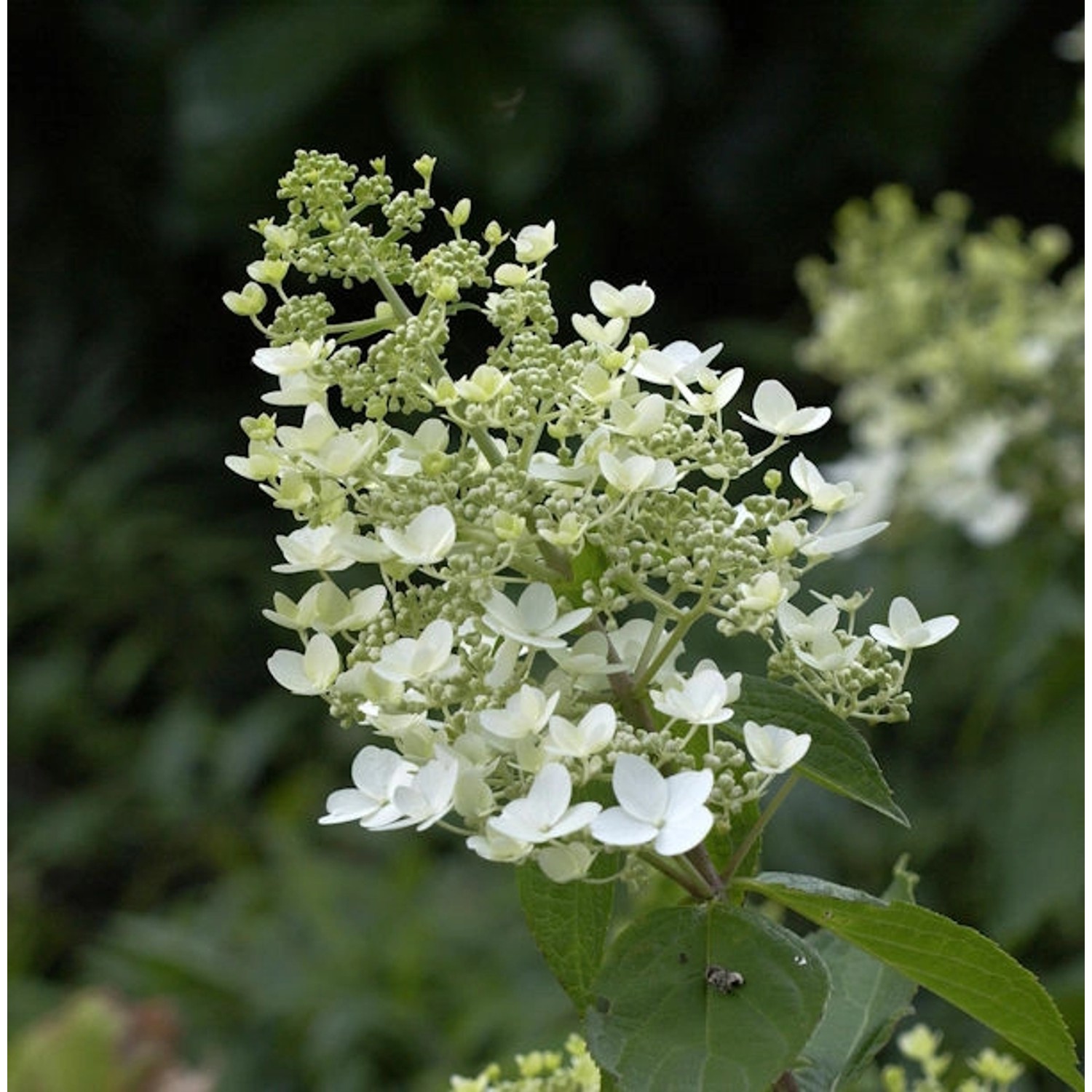 Rispenhortensie Unique 60-80cm - Hydrangea paniculata günstig online kaufen