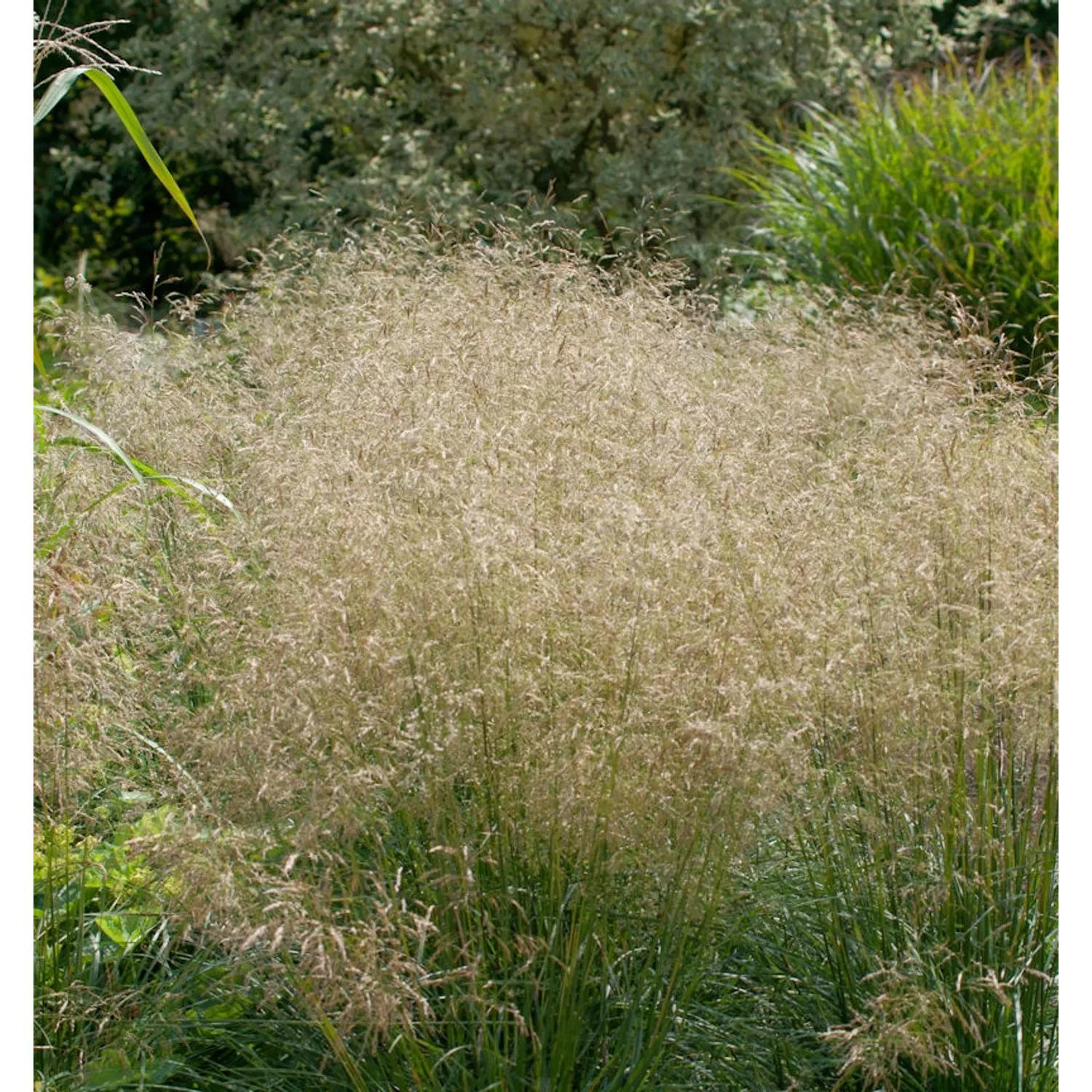 Waldschmiele Goldtau - Deschampsia cespitosa günstig online kaufen