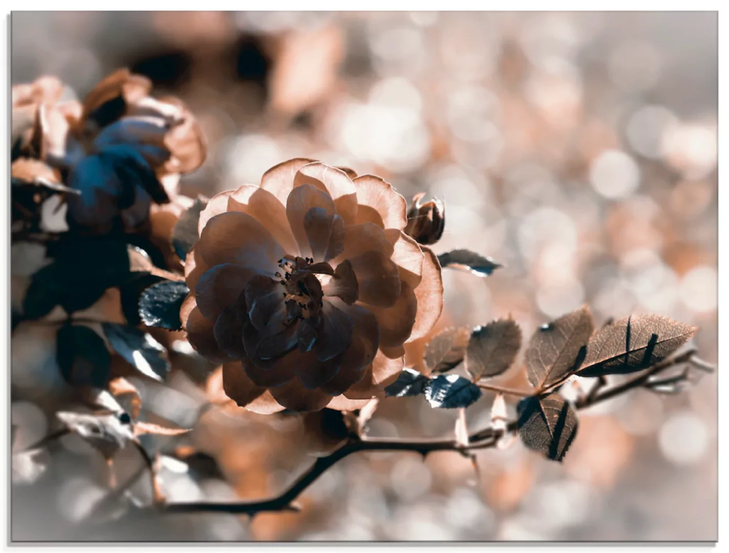 Artland Glasbild »Rose Zweig«, Blumen, (1 St.), in verschiedenen Größen günstig online kaufen