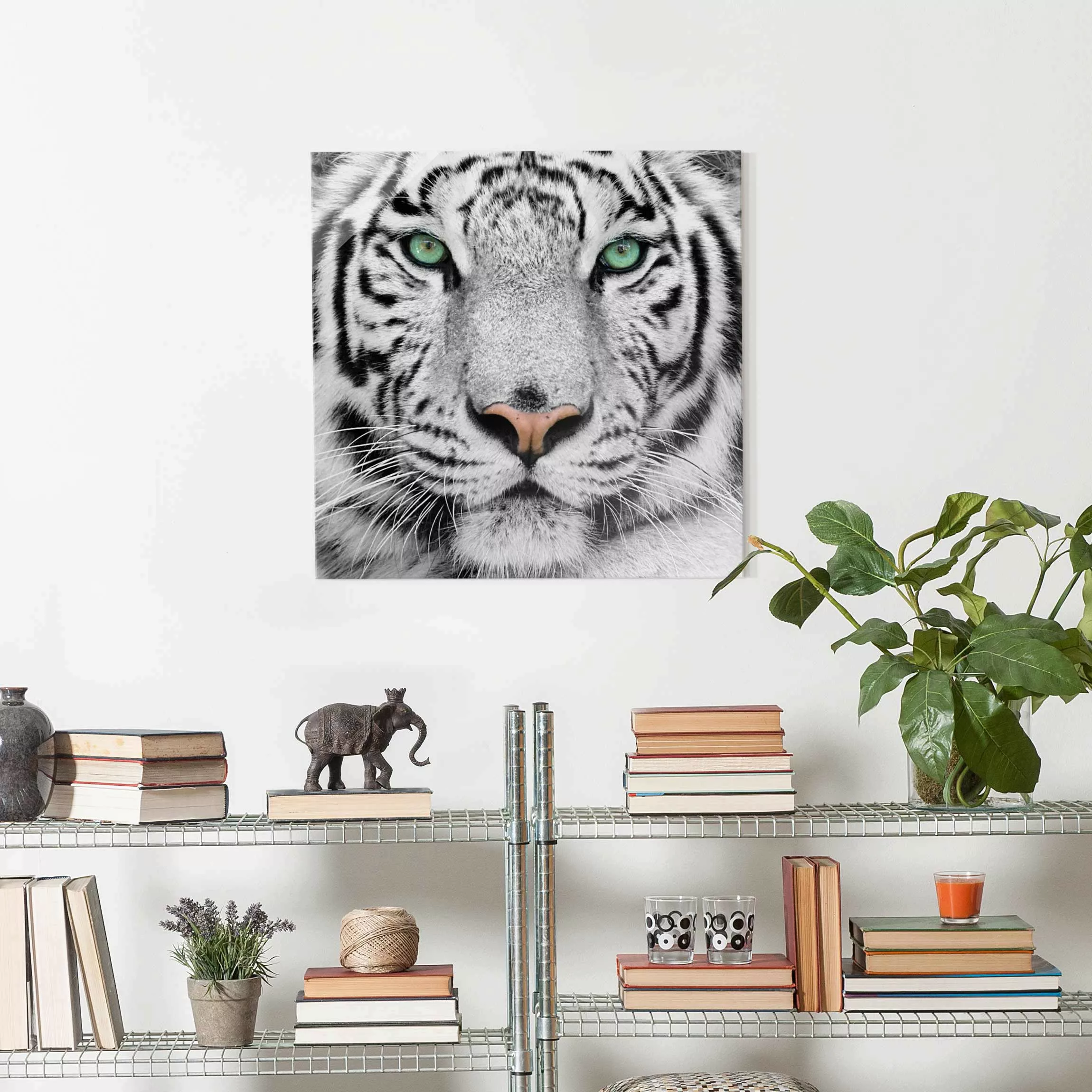 Glasbild Schwarz-Weiß - Quadrat Weißer Tiger günstig online kaufen