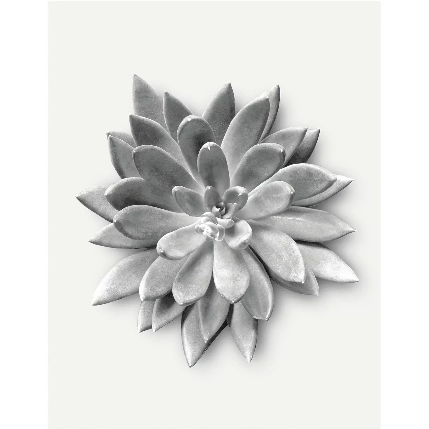 Komar Wandbild Succulent Agave 30 x 40 cm günstig online kaufen