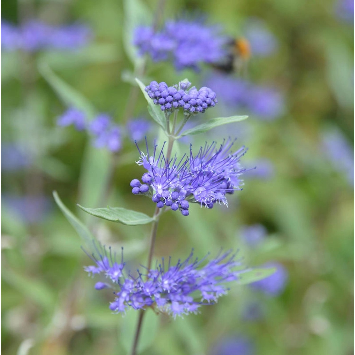 Bartblume Camara Dark Blue 30-40cm - Caryopteris clandonensis günstig online kaufen