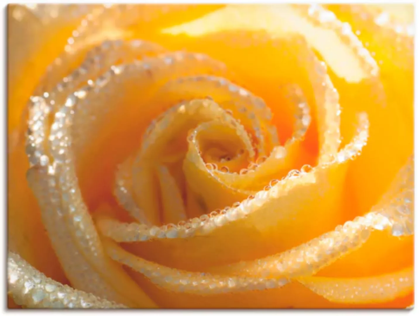Artland Wandbild »Gelbe Rose Makro«, Blumen, (1 St.), als Leinwandbild, Wan günstig online kaufen
