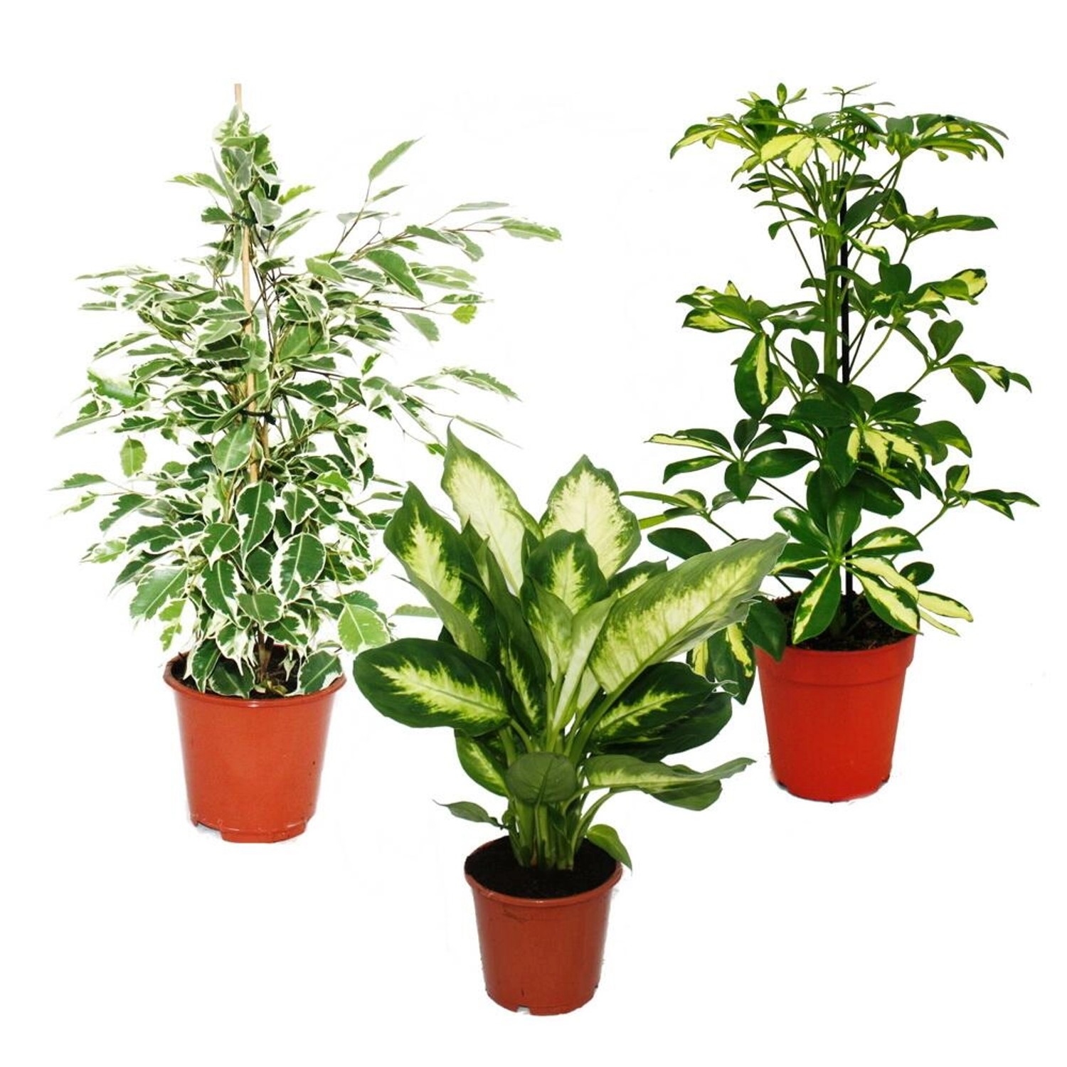 Exotenherz Zimmerpflanzen Trio Weißbunt Set mit 3 Verschiedenen Panaschiert günstig online kaufen