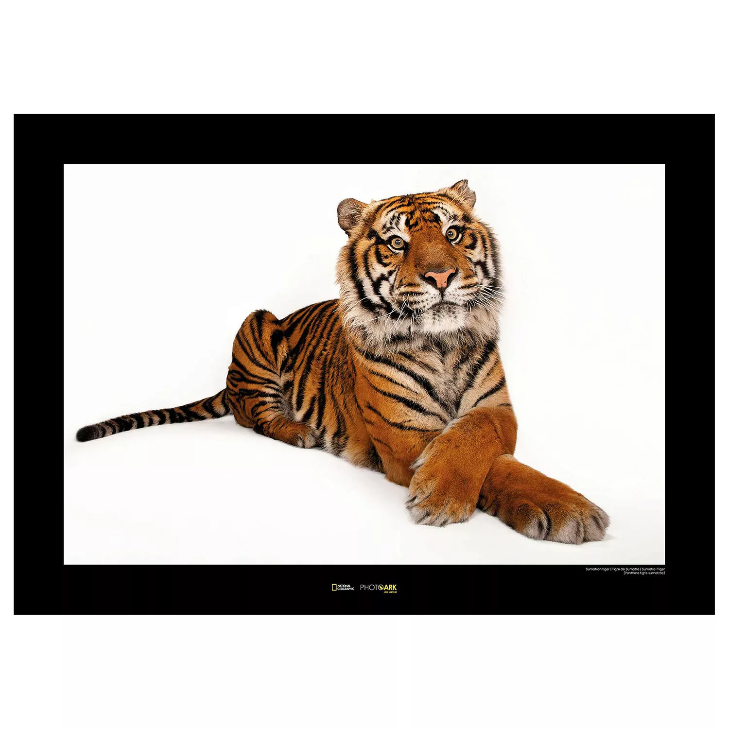 KOMAR Wandbild - Sumatran Tiger - Größe: 70 x 50 cm mehrfarbig Gr. one size günstig online kaufen