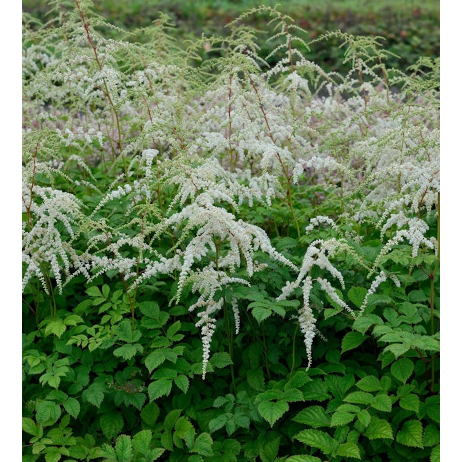 Prachtspiere Professor Van der Wielen - Astilbe simplicifolia günstig online kaufen