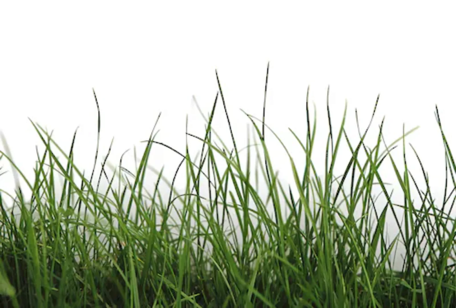 Architects Paper Fototapete »Green Grass« günstig online kaufen