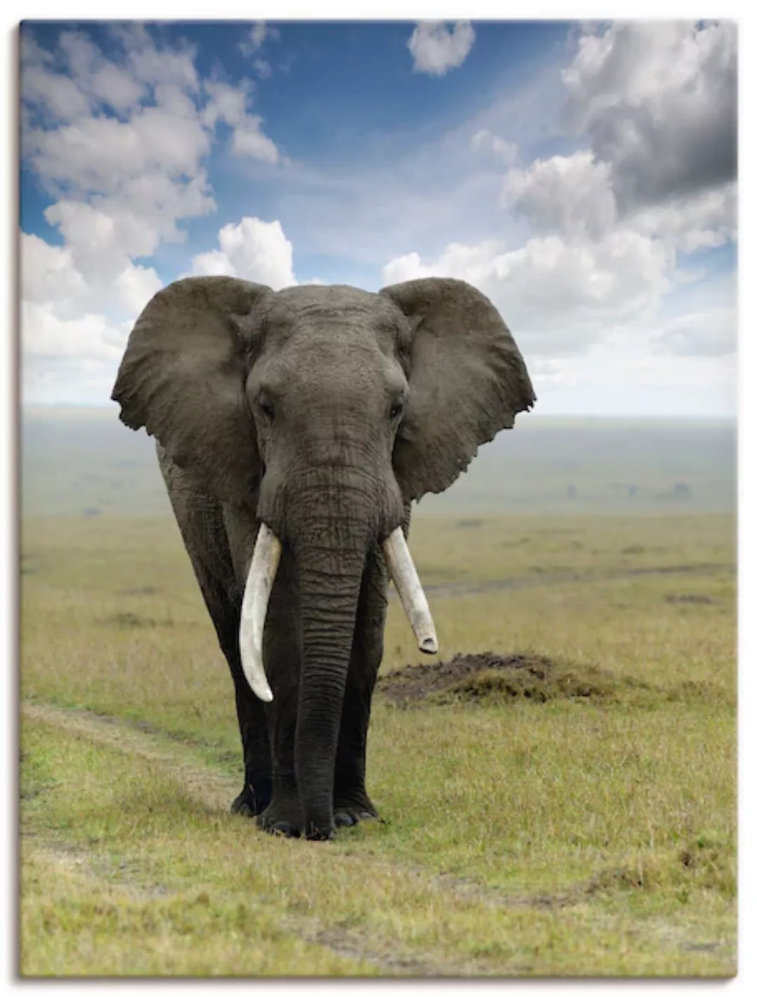 Artland Wandbild "Elefant", Wildtiere, (1 St.) günstig online kaufen