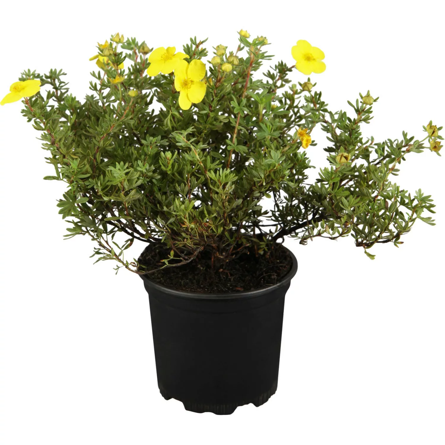 OBI Fingerstrauch Gelb Höhe 30 - 40 cm  Topf ca. 3 l Potentilla fruticosa günstig online kaufen