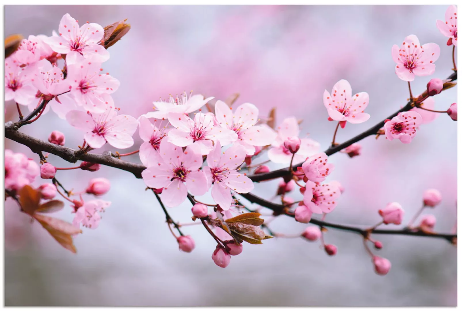 Artland Wandbild "Kirschblüten", Blumen, (1 St.), als Alubild, Outdoorbild, günstig online kaufen