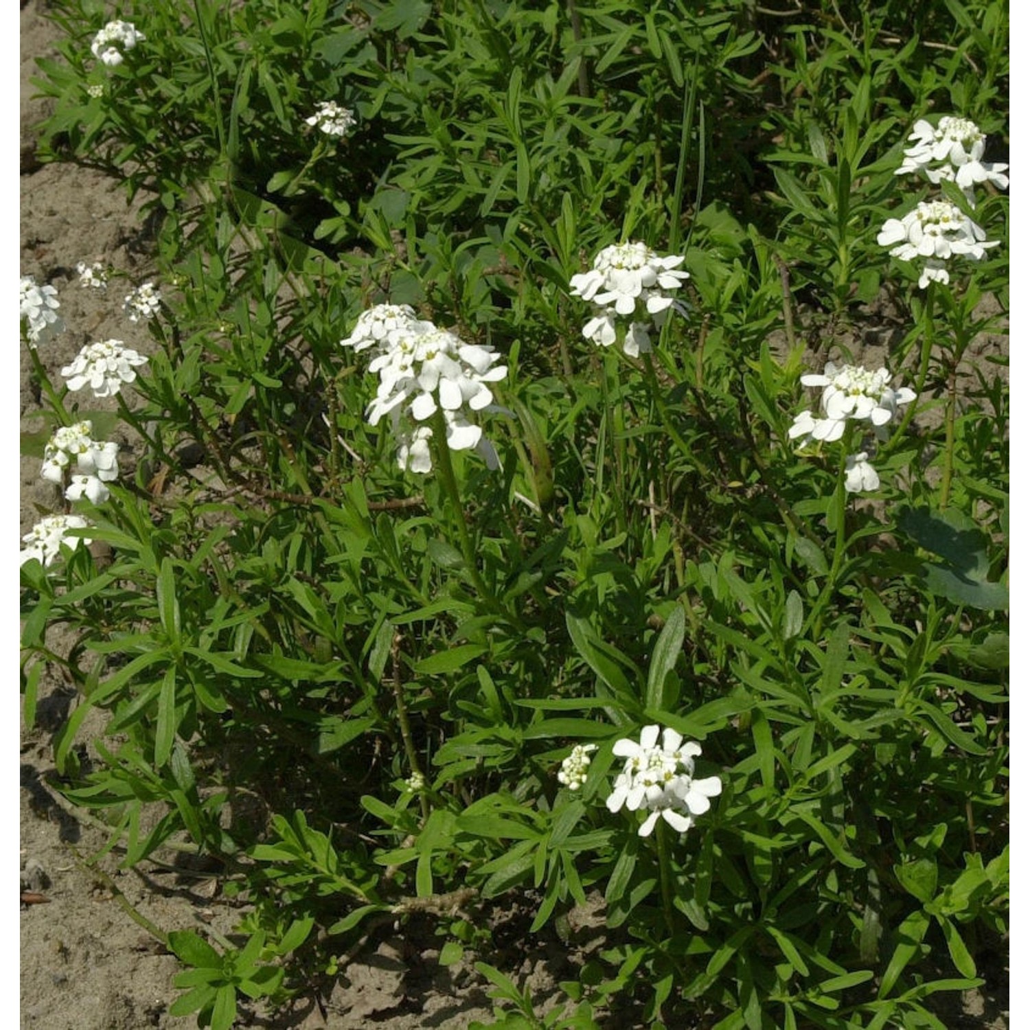 Schleifenblume Alexanders White - Iberis sempervirens günstig online kaufen