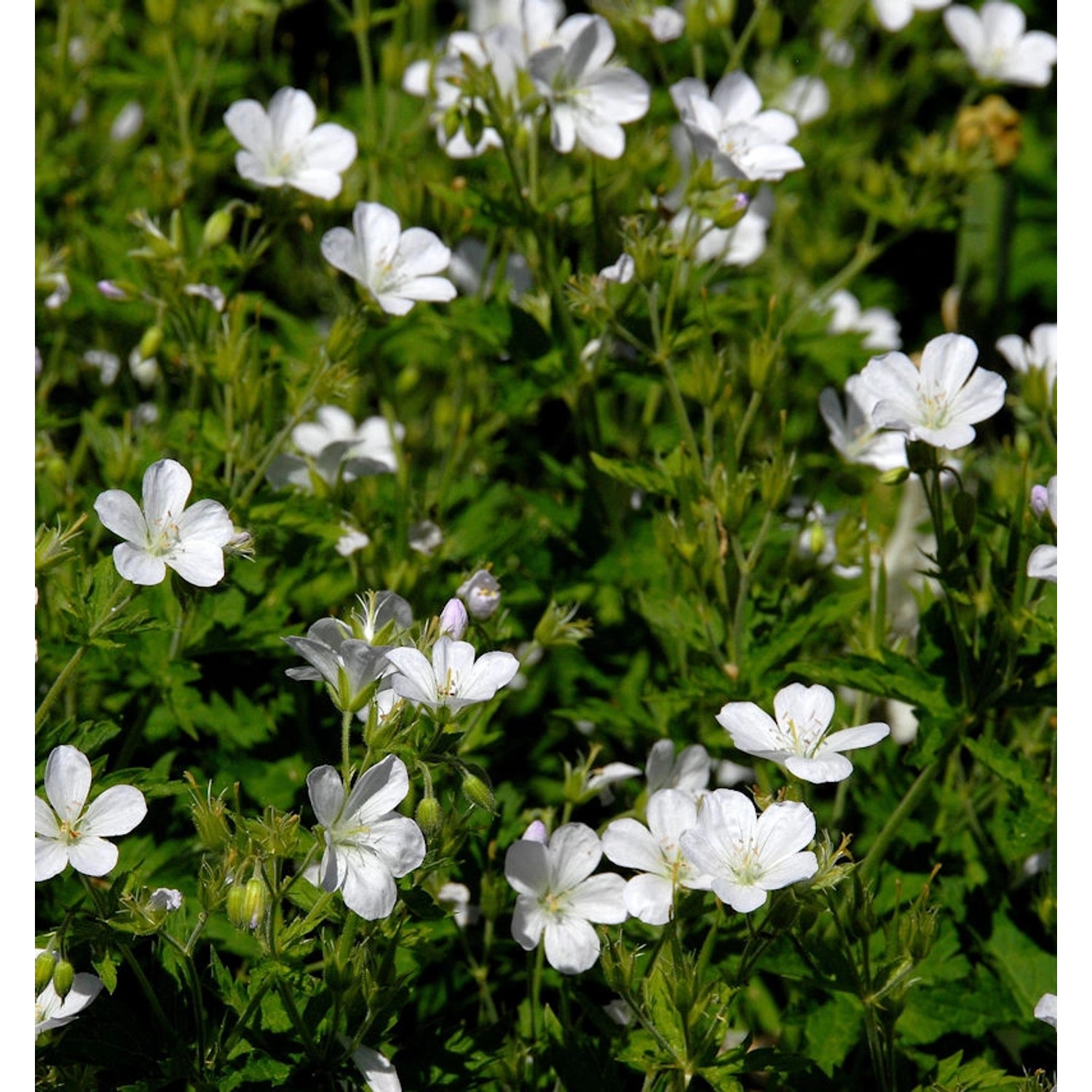 Brauner Storchenschnabel Album - Geranium phaeum günstig online kaufen