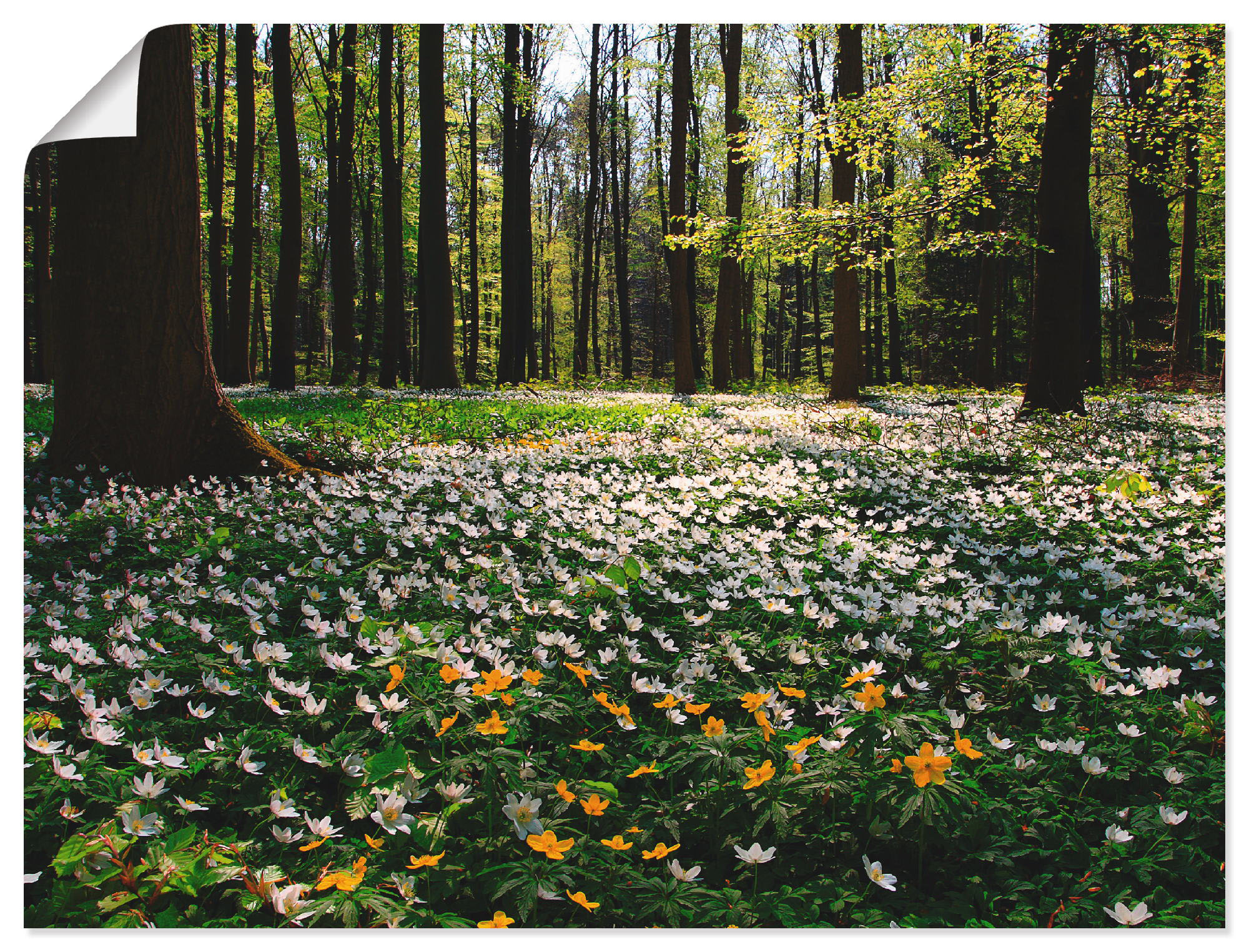 Artland Wandbild "Frühlingswald bedeckt mit Windröschen", Wald, (1 St.), al günstig online kaufen