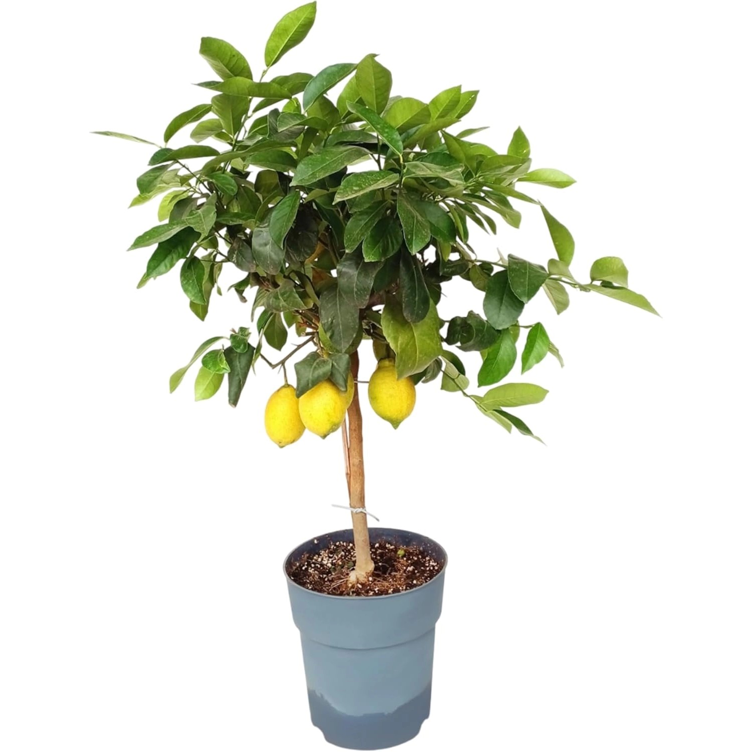 Sunny-Tree Zitronenbaum Große 90 Zentimeter Citrus Limon Obstbaum Fruchtbil günstig online kaufen