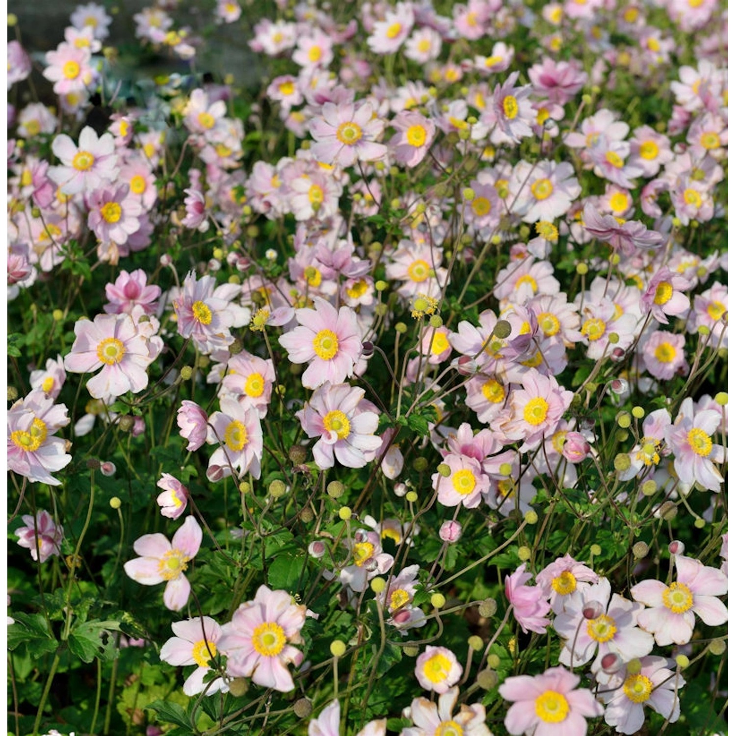 Albadura Anemone - Anemone tomentosa günstig online kaufen