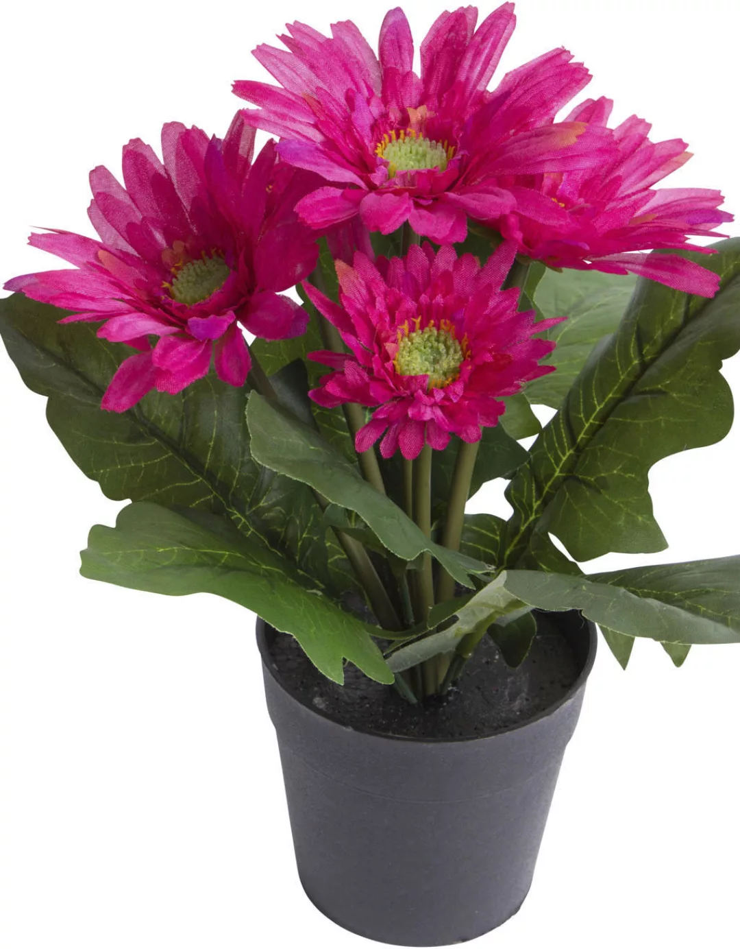 Botanic-Haus Kunstblume "Gerbera mit 5 Blüten" günstig online kaufen