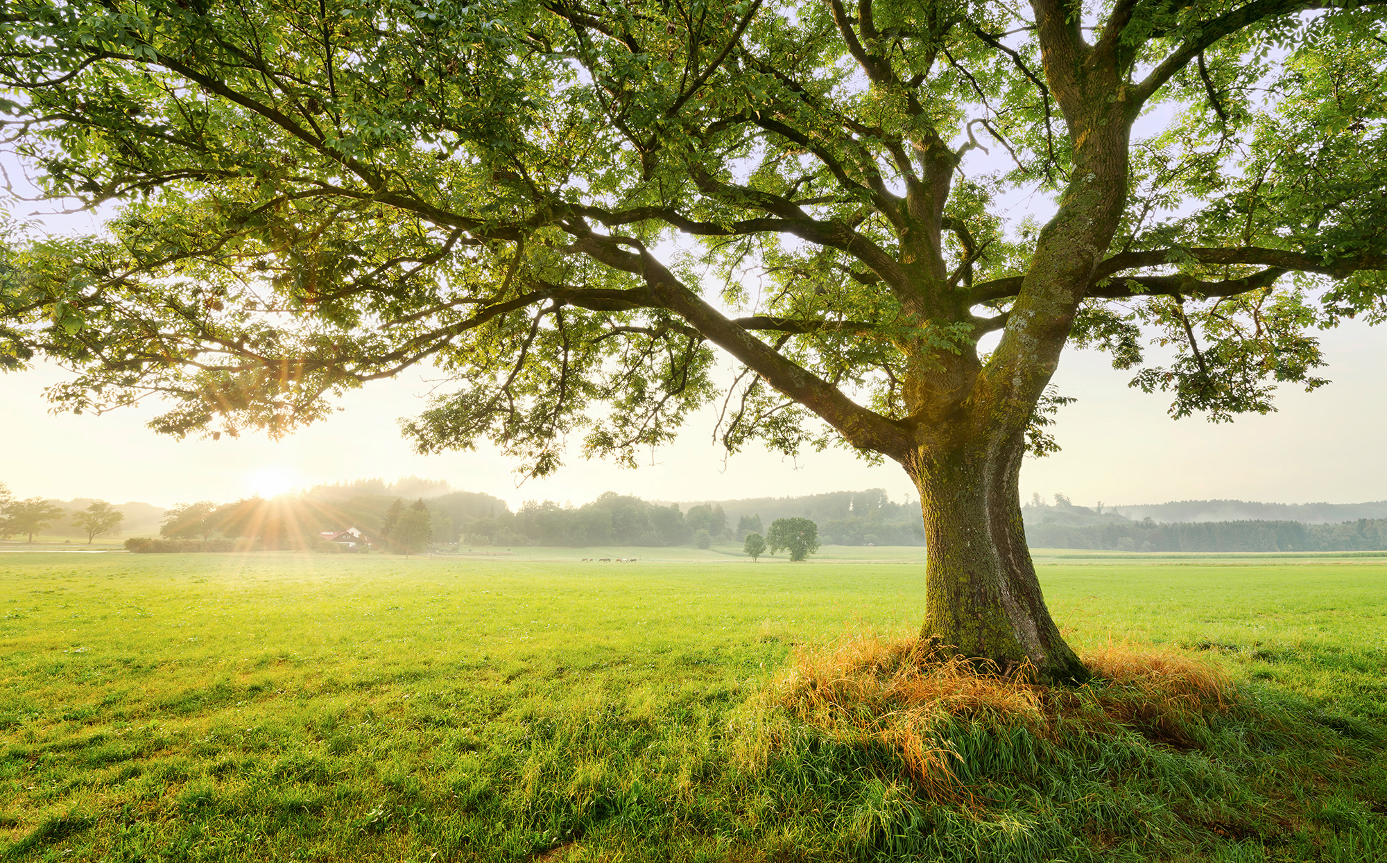 Sanders & Sanders Fototapete Landschaft Grün 450 x 280 cm 612671 günstig online kaufen