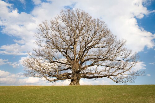 Papermoon Fototapete »Baum in Landschaft« günstig online kaufen