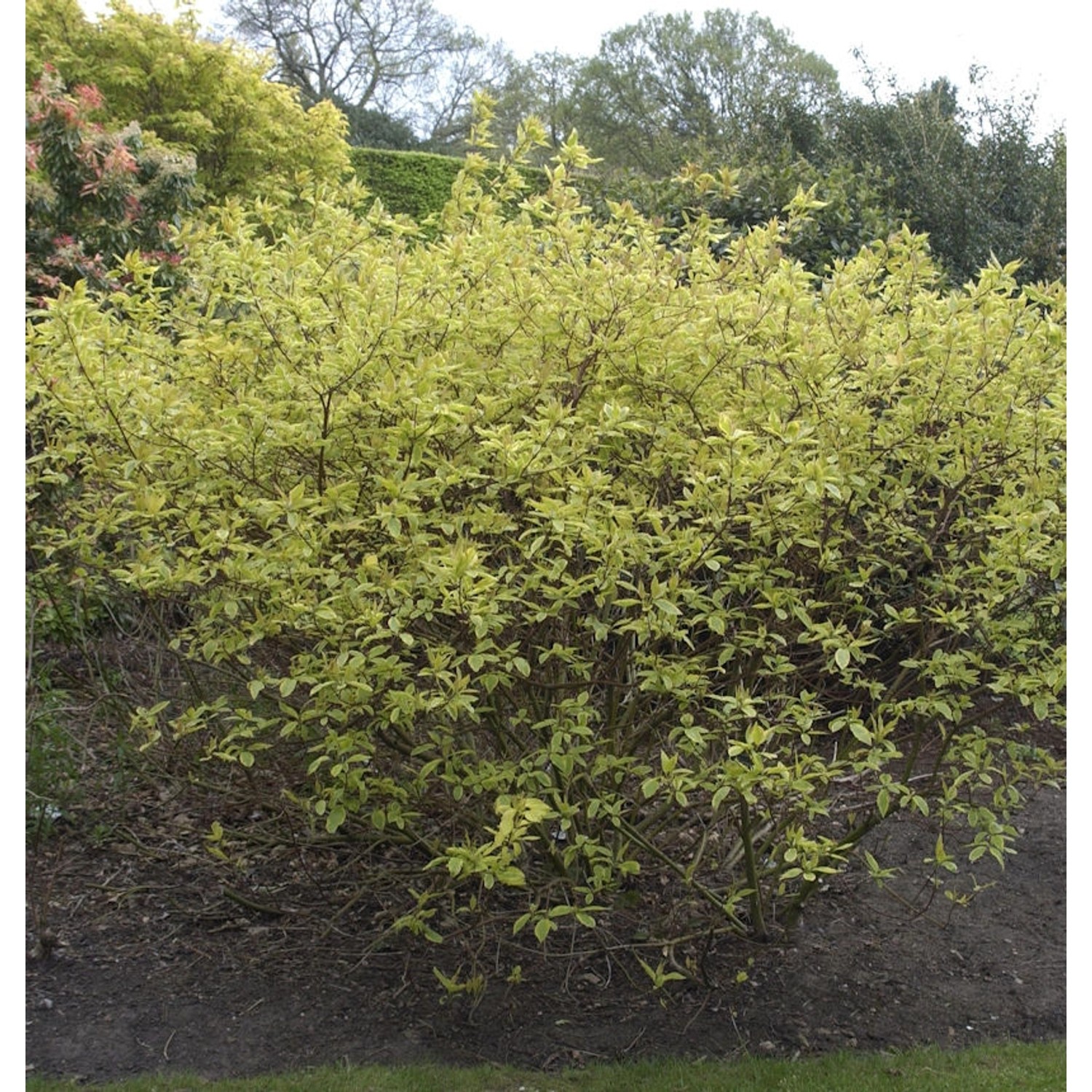 Gelbbunter Hartriegel 40-60cm - Cornus alba günstig online kaufen