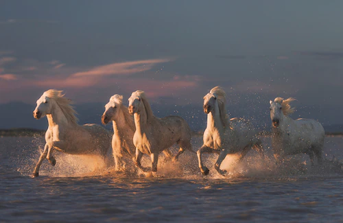 Papermoon Fototapete »Photo-Art ROSTOVSKIY ANTON, CAMARGUE-PFERDE AUF SONNE günstig online kaufen