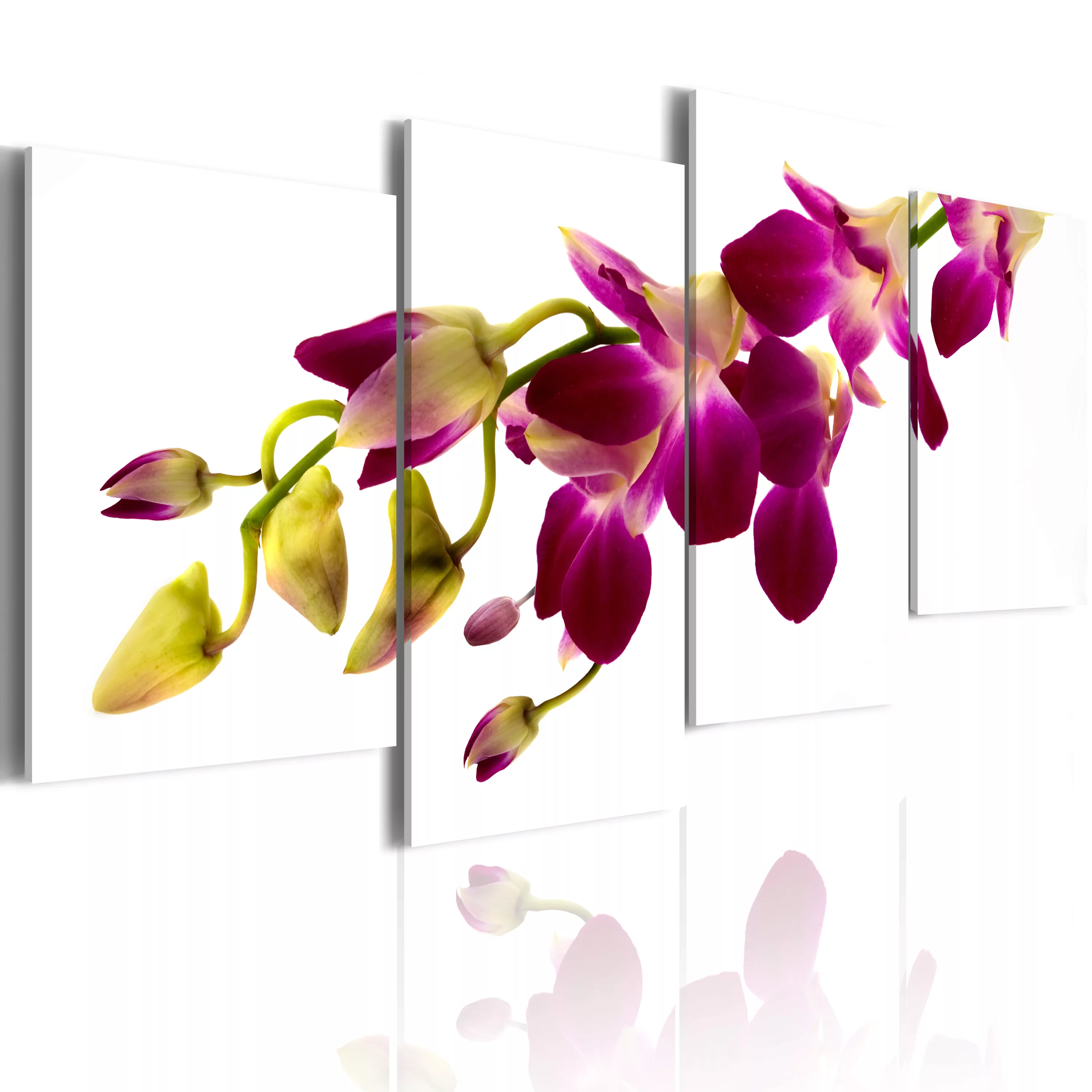 Wandbild - Der Glanz Der Orchidee günstig online kaufen