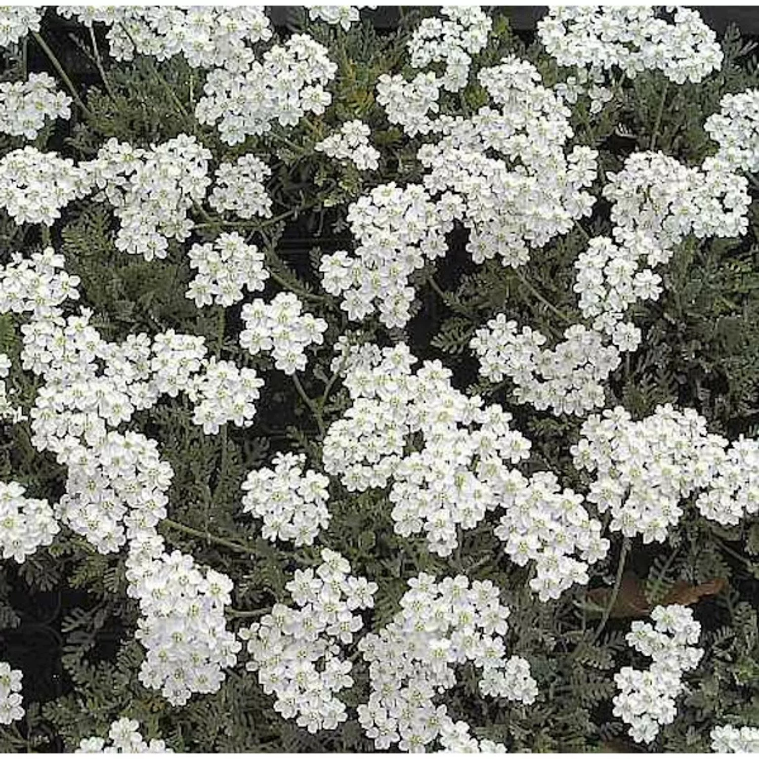 Silber Garbe - Achillea kolbiana günstig online kaufen