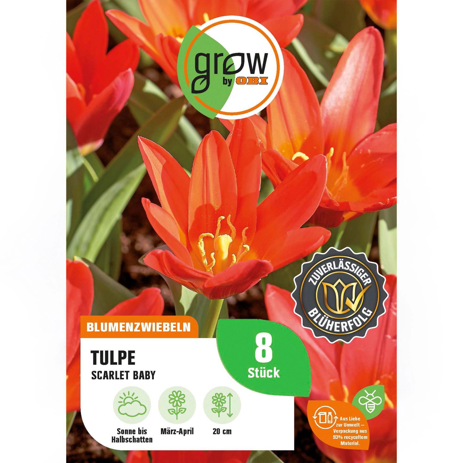GROW by OBI Tulpe Scarlet Baby Rot 8 Stück Tulipa Scarlet Baby günstig online kaufen