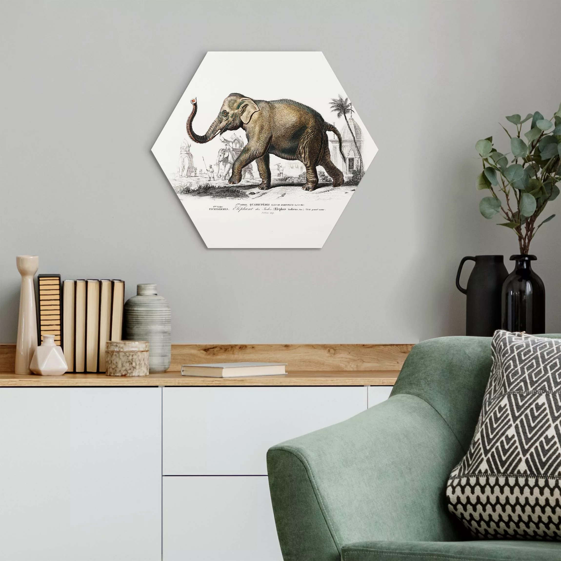 Hexagon-Alu-Dibond Bild Vintage Lehrtafel Elefant günstig online kaufen