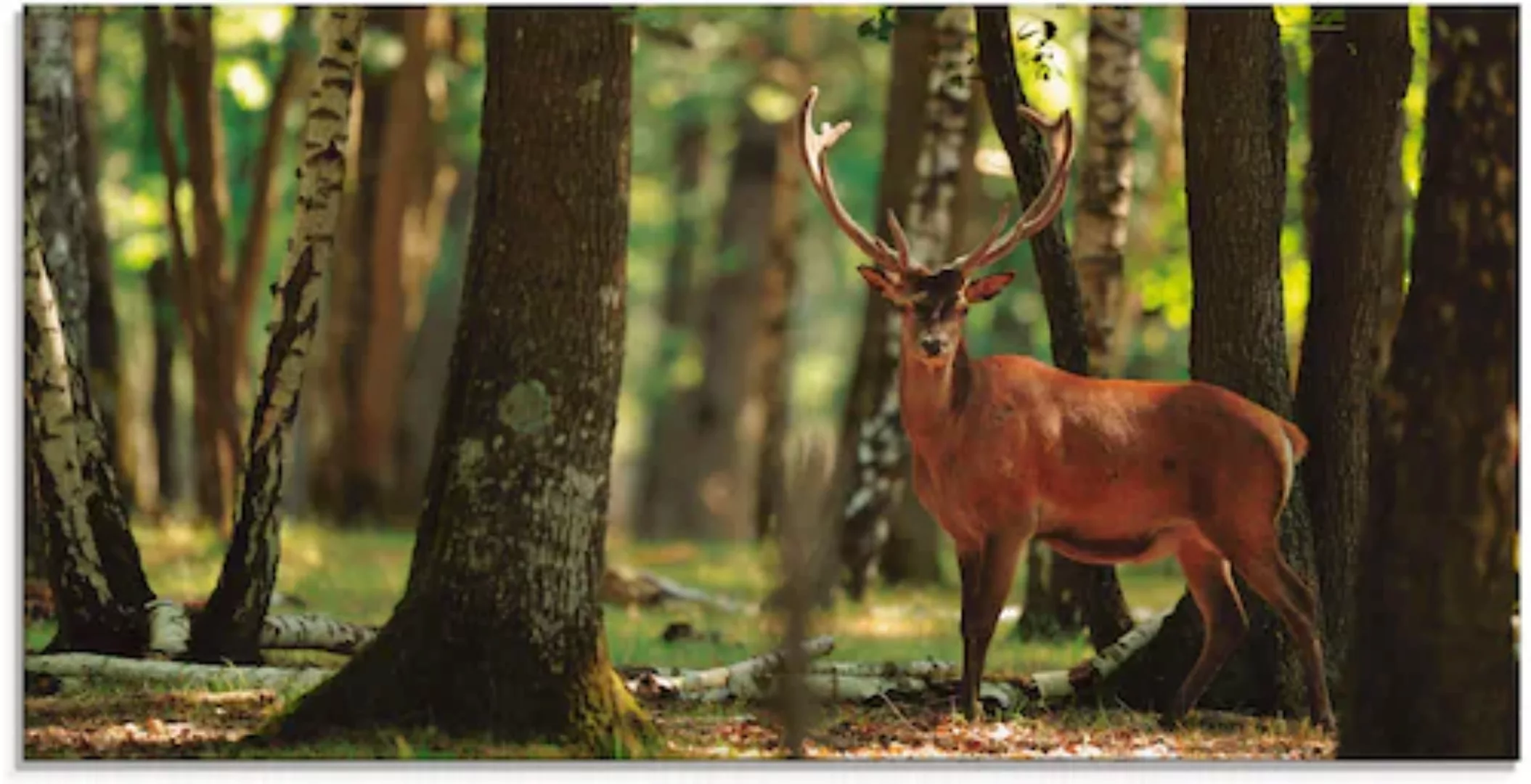 Artland Glasbild »Hirsch 4 - Wald«, Wildtiere, (1 St.), in verschiedenen Gr günstig online kaufen