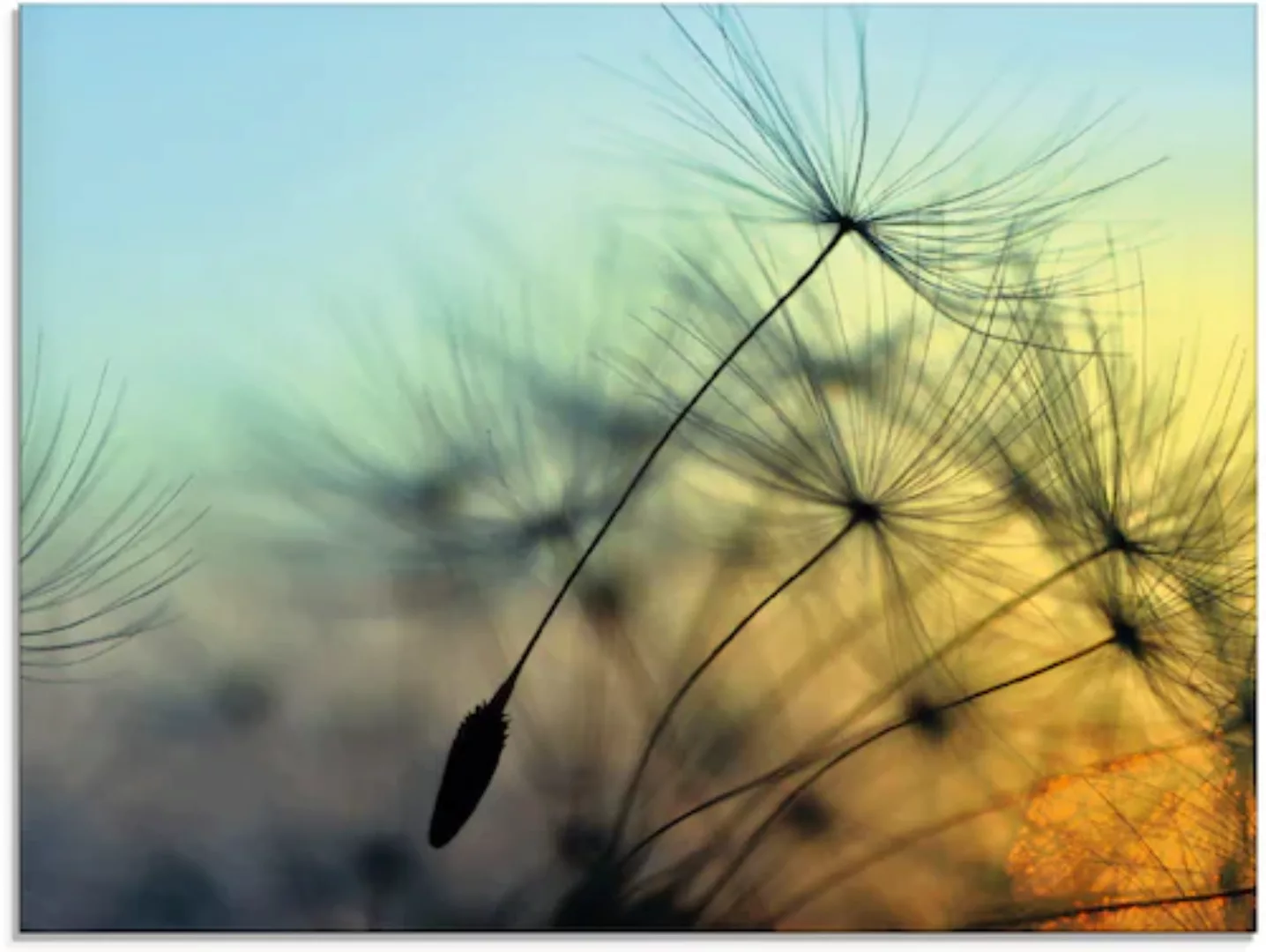 Artland Glasbild »Goldener Sonnenuntergang und Pusteblumen«, Blumen, (1 St. günstig online kaufen