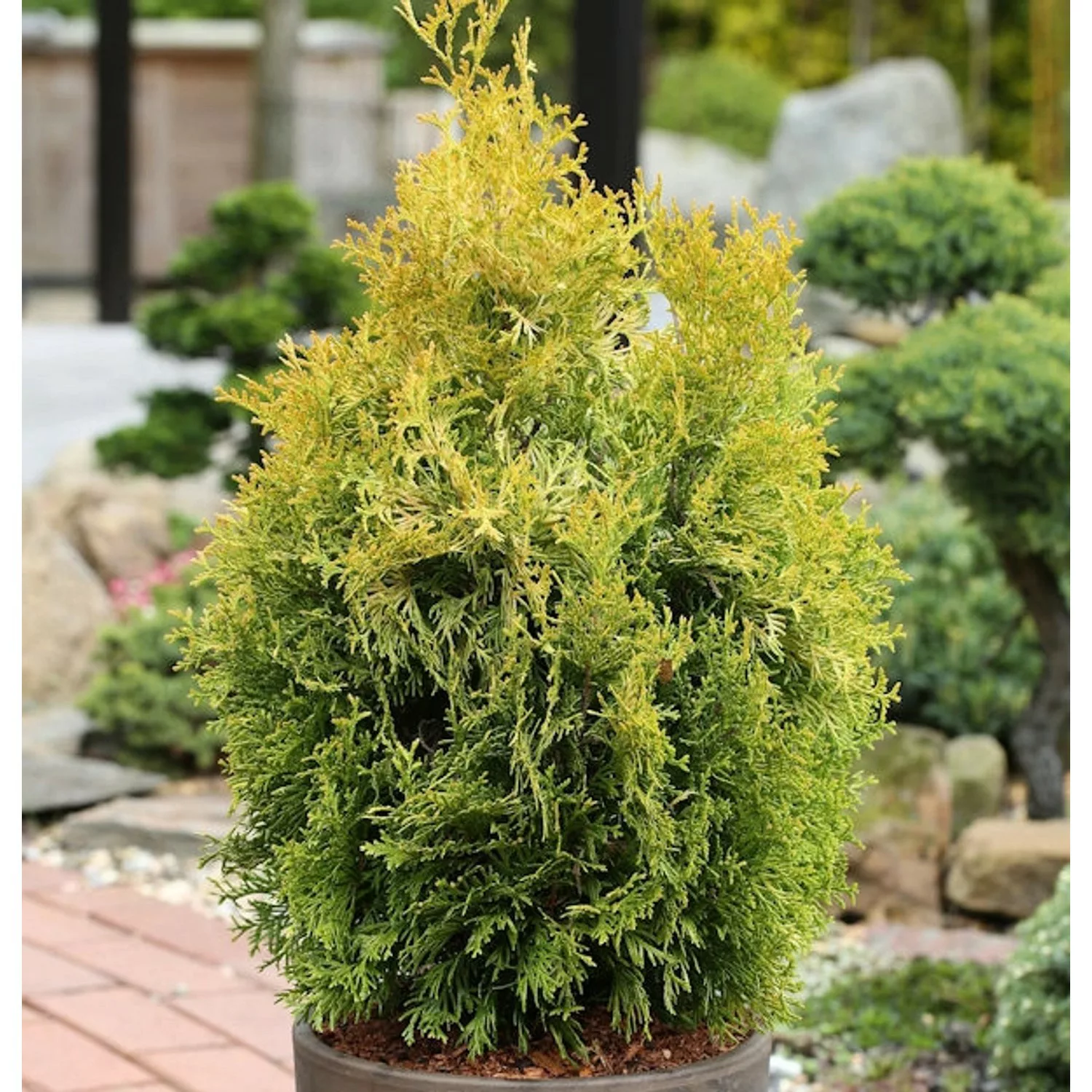 Lebensbaum Golden Smaragd 125-150cm -  Thuja occidentalis günstig online kaufen