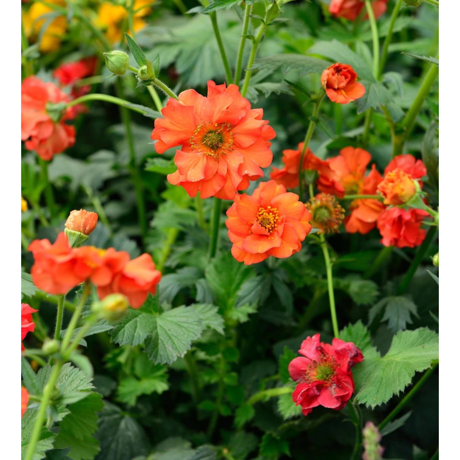 Nelkenwurz Fire Opal - Geum chiloense günstig online kaufen