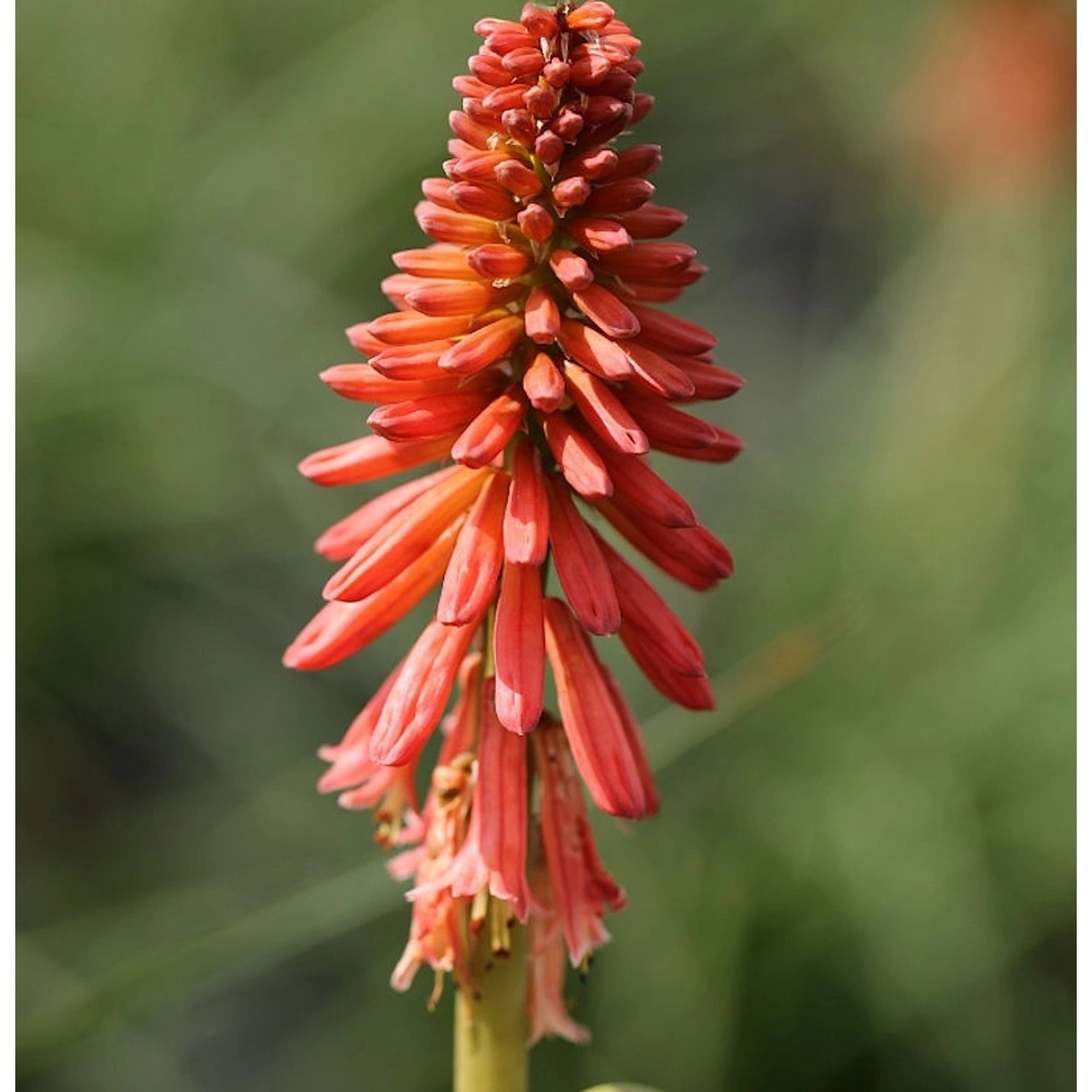 Fackellilie Orange Vanilla Popsicle - Kniphofia uvaria günstig online kaufen