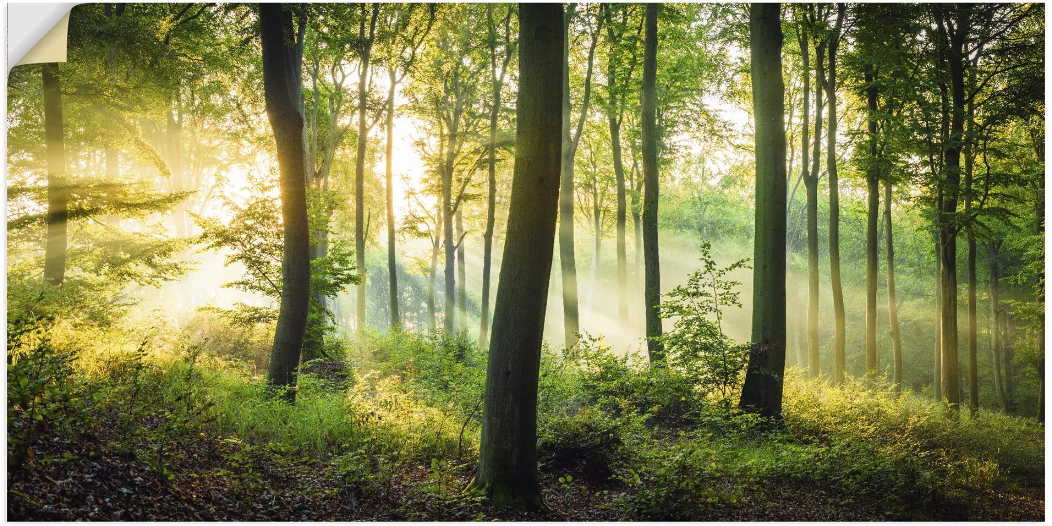 Artland Wandbild "Herbst im Wald II", Waldbilder, (1 St.), als Alubild, Out günstig online kaufen