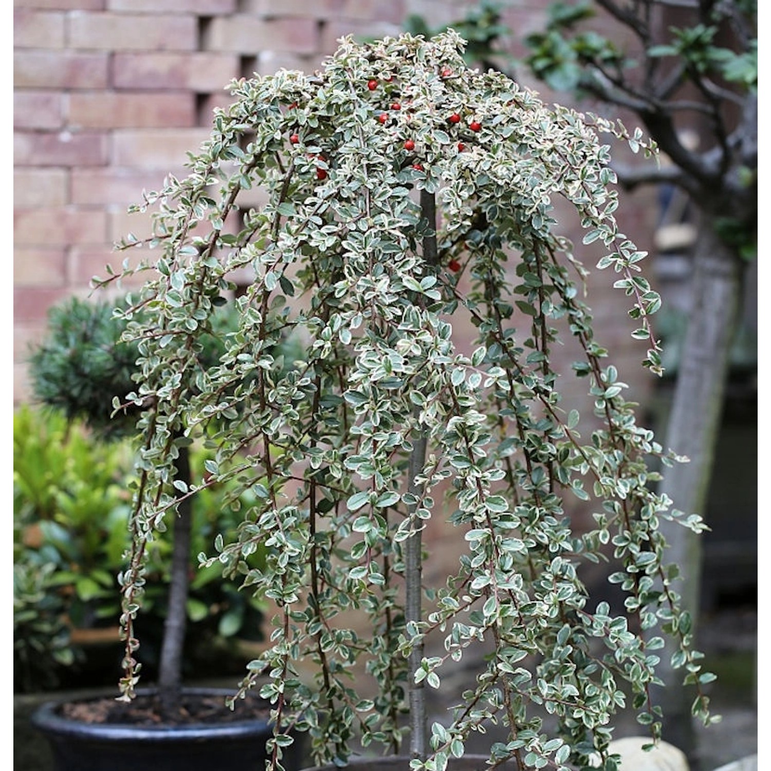 Hochstamm Mispel Juliette 80-100cm - Cotoneaster dammeri günstig online kaufen