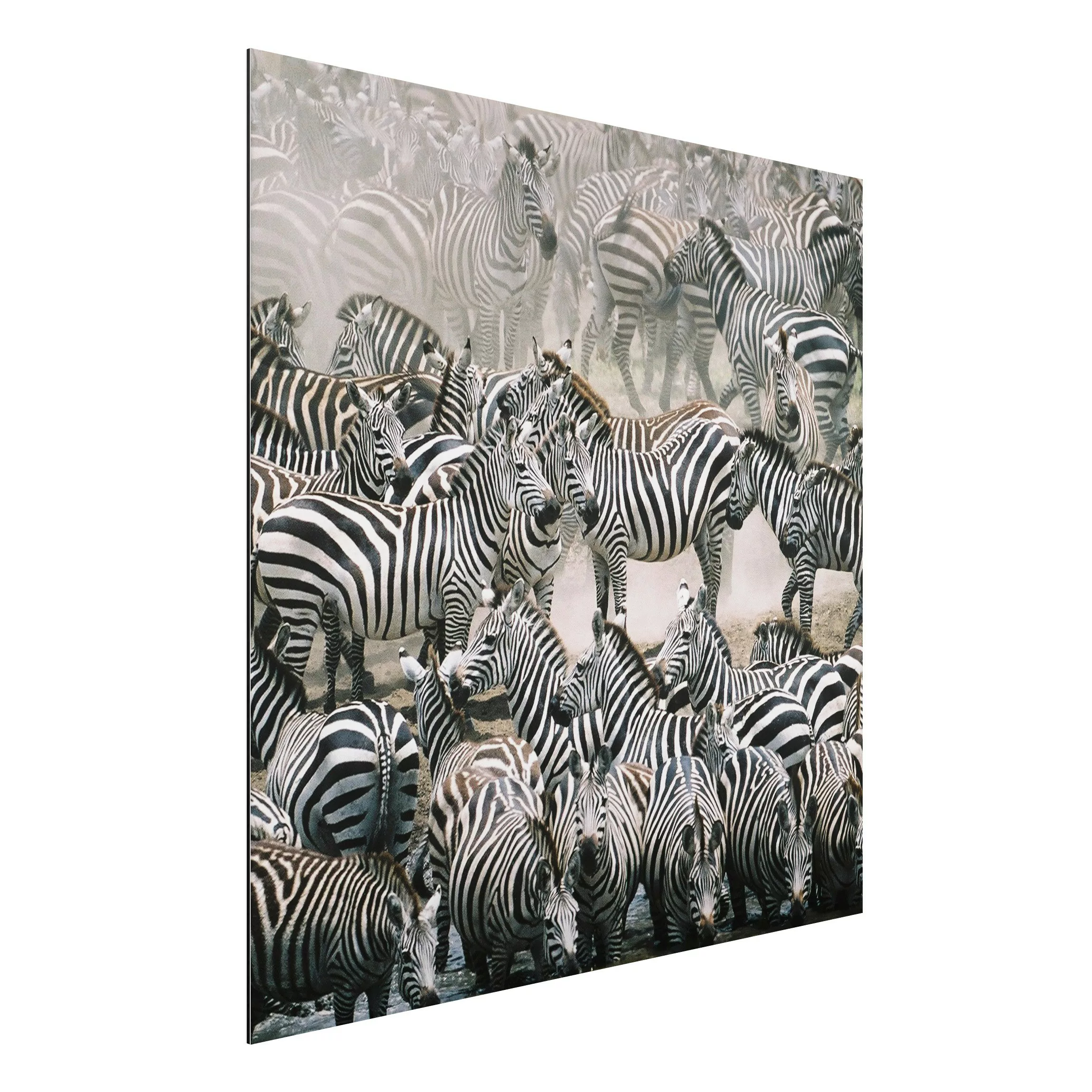 Alu-Dibond Bild Schwarz-Weiß - Quadrat Zebraherde günstig online kaufen