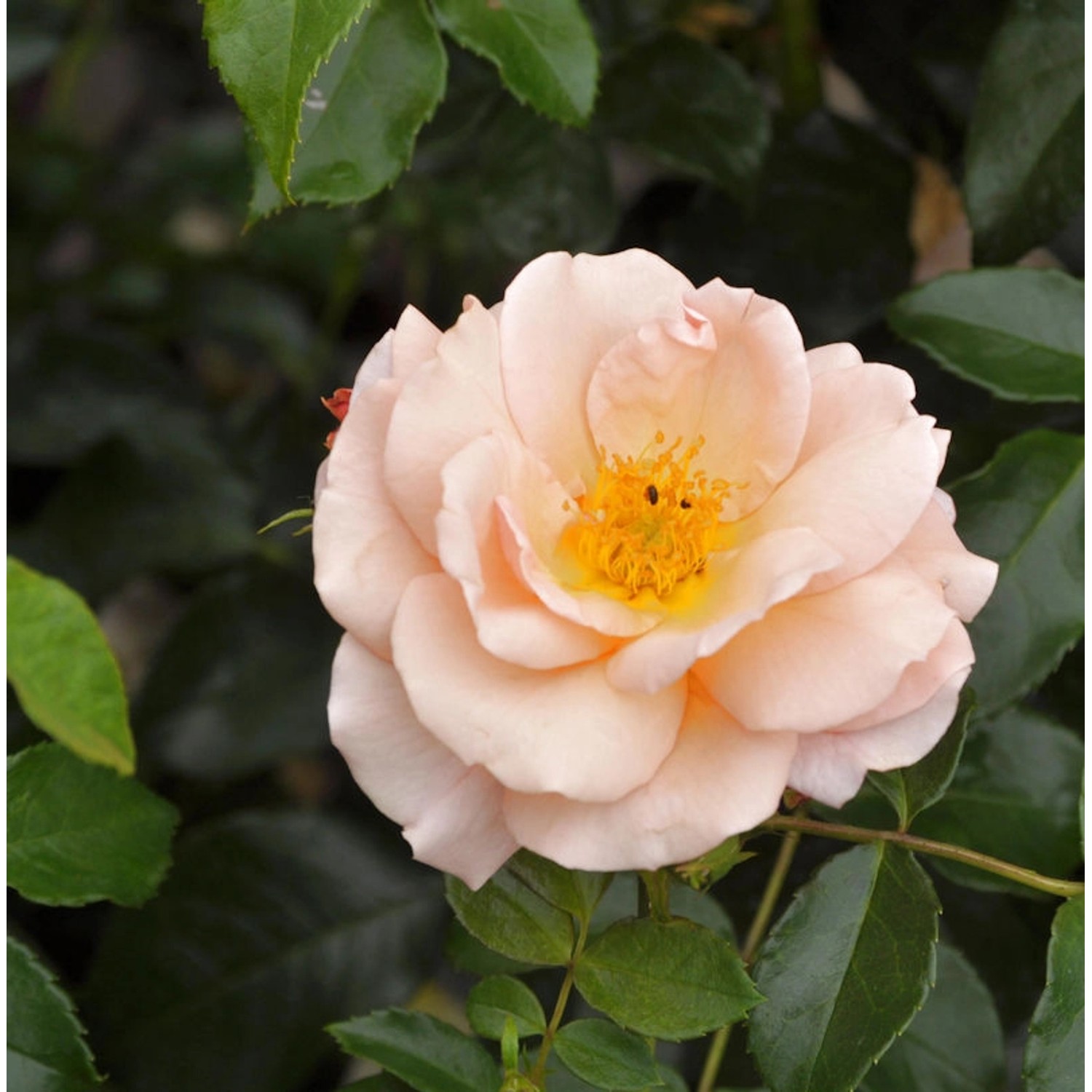 Hochstamm Rose Aprikola 80-100cm günstig online kaufen