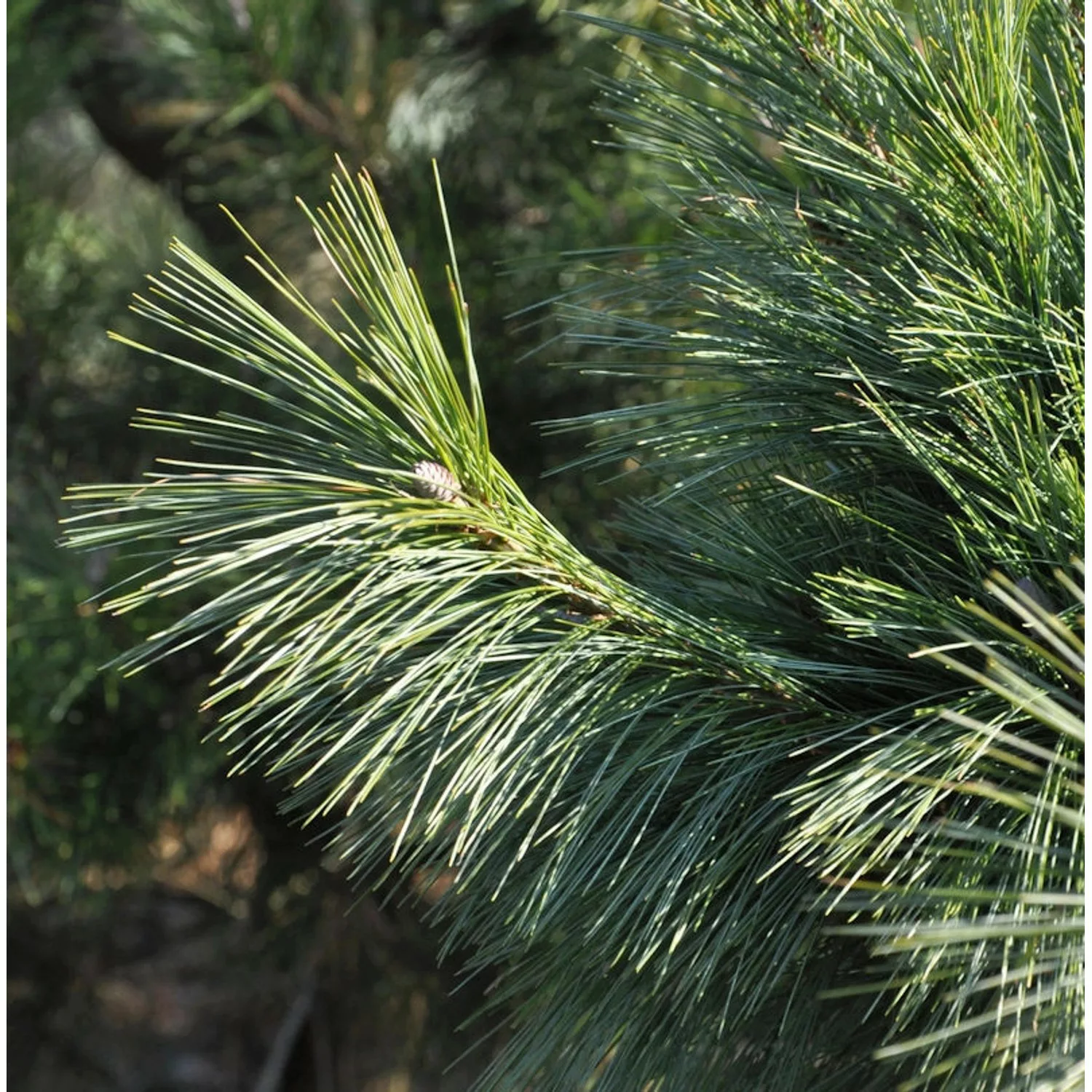 Schwerin Kiefer Wiethorst 30-40cm - Pinus schwerinii günstig online kaufen