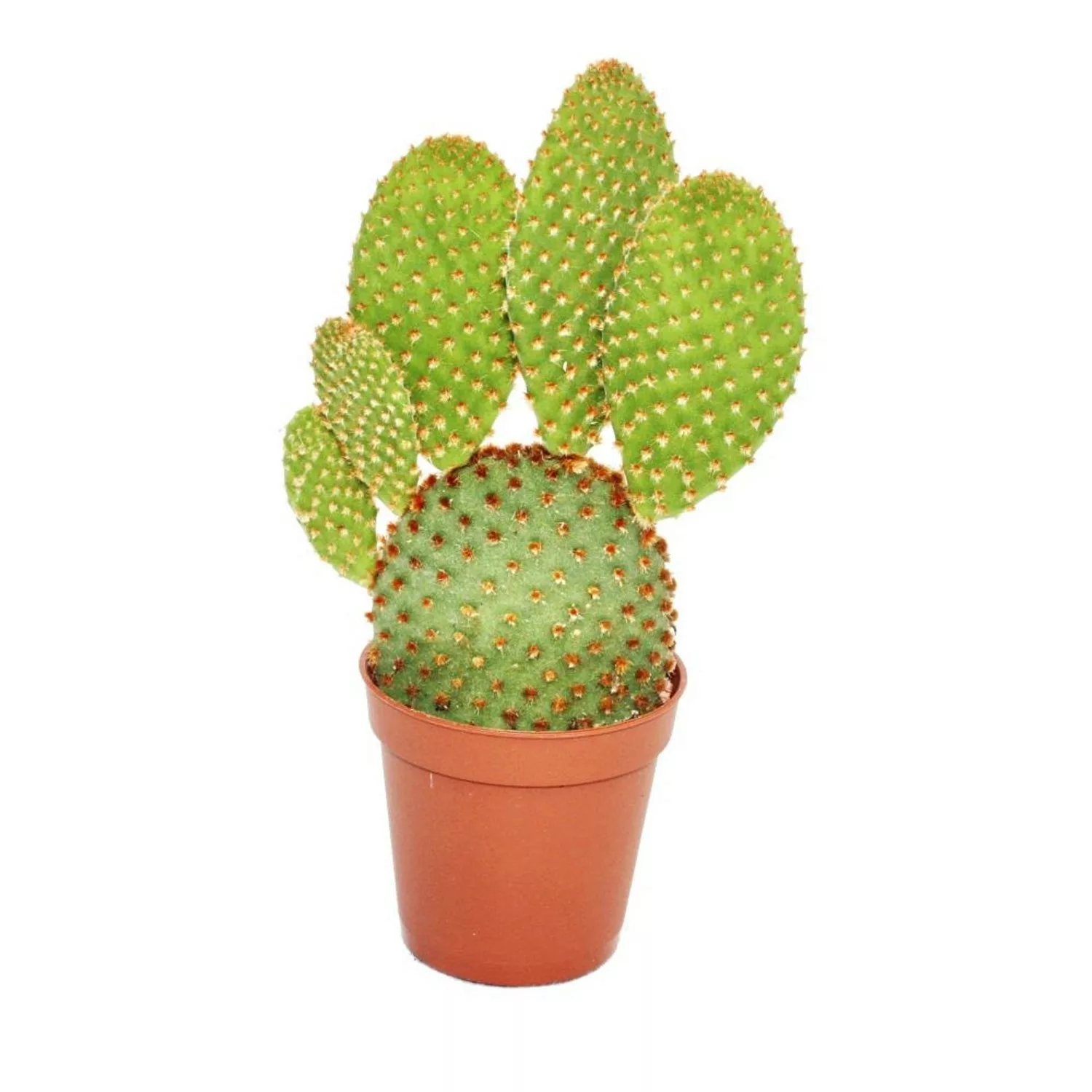 Exotenherz Opuntia Microdasys Rufida Rotstachliger Ohrenkaktus im 8,5cm günstig online kaufen