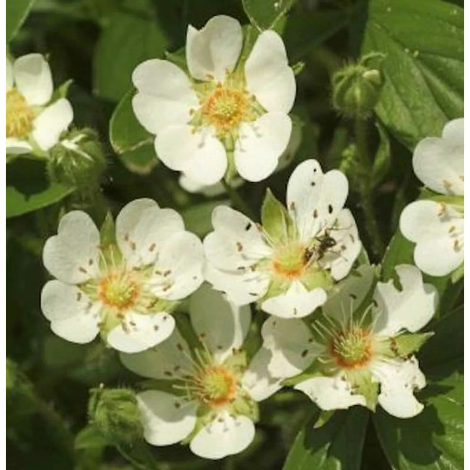 10x Teppich Fingerkraut Nuuk - Potentilla tridentata günstig online kaufen