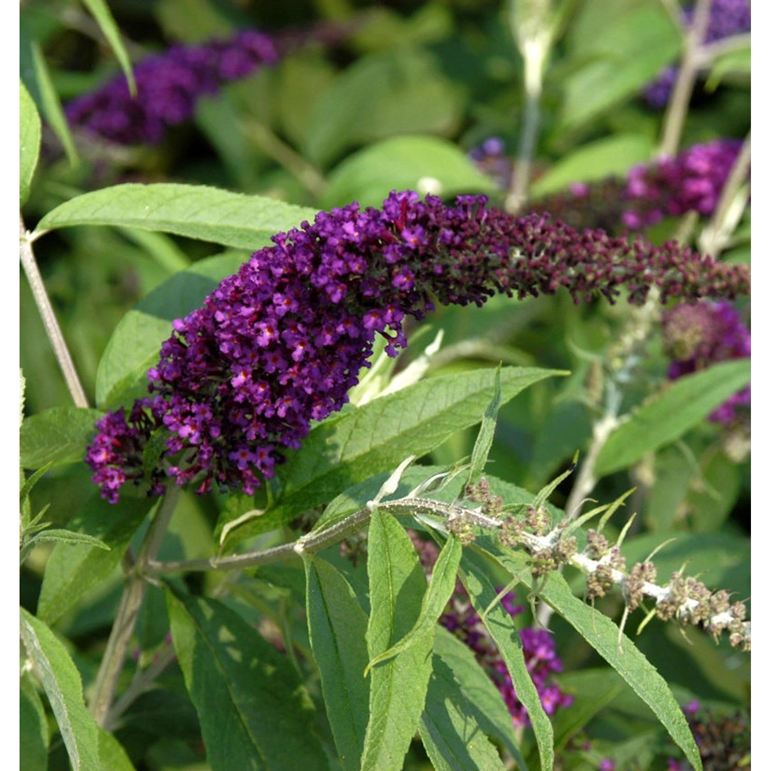 Sommerflieder Black Knight 60-80cm - Buddleja günstig online kaufen