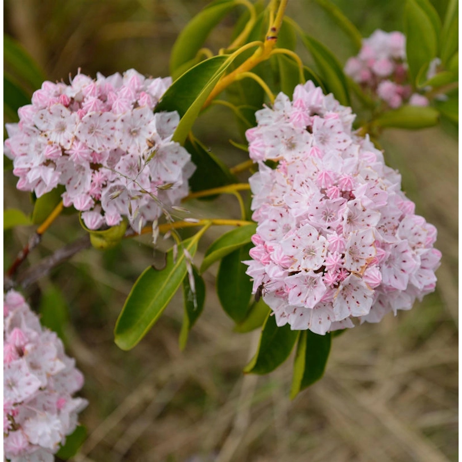 Großer Berglorbeer 30-40cm - Kalmia latifolia günstig online kaufen