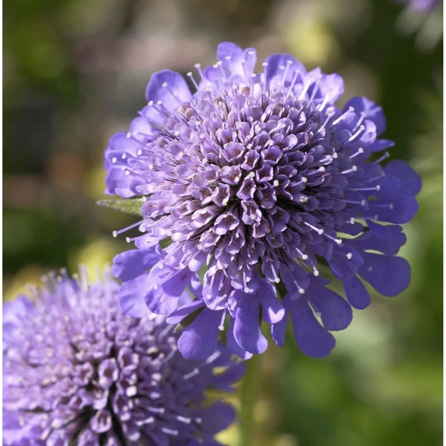 Kaukasus Skabiose Gudrun - Scabiosa caucasica günstig online kaufen